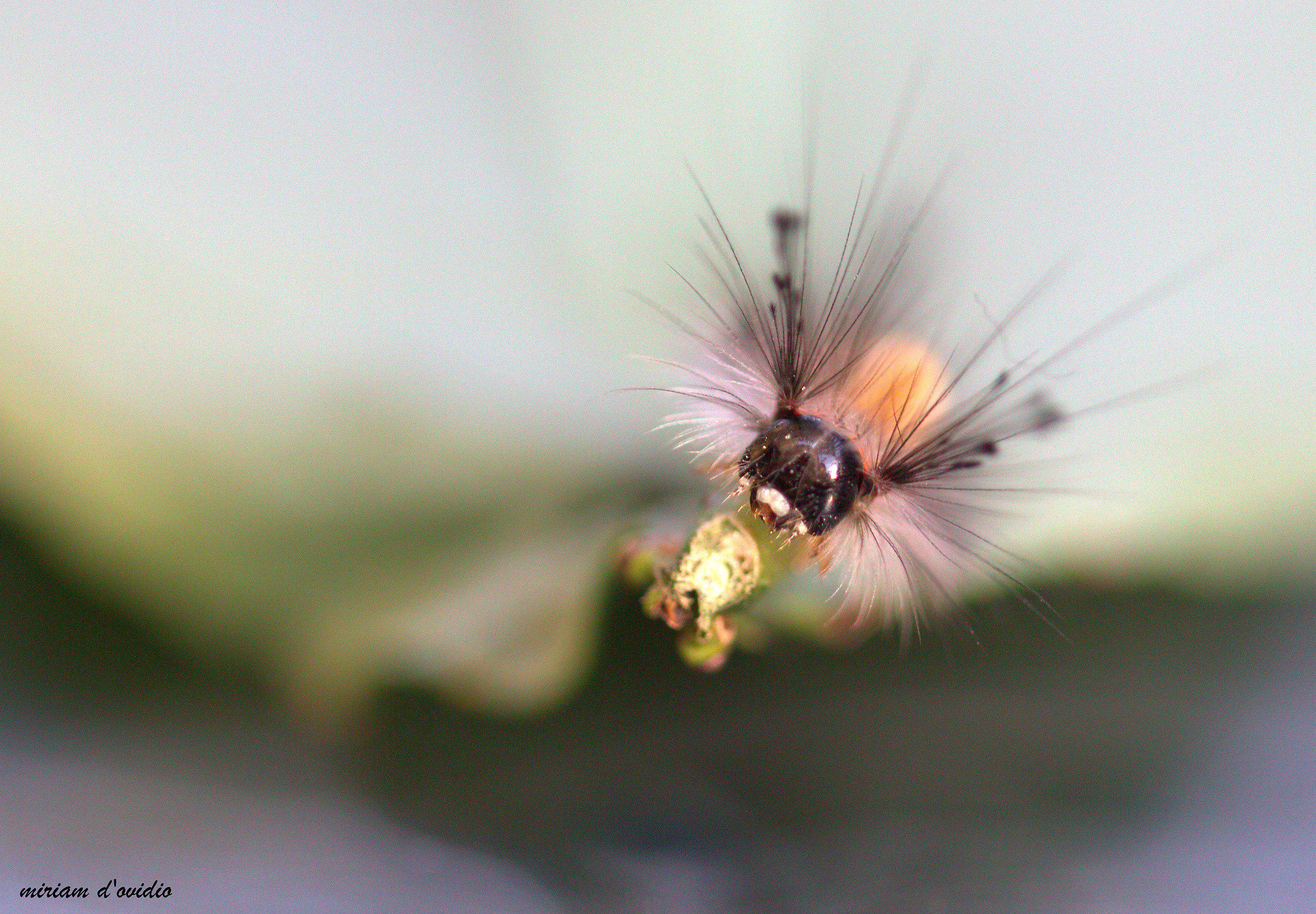 Orgyia antiqua larvae, particularly