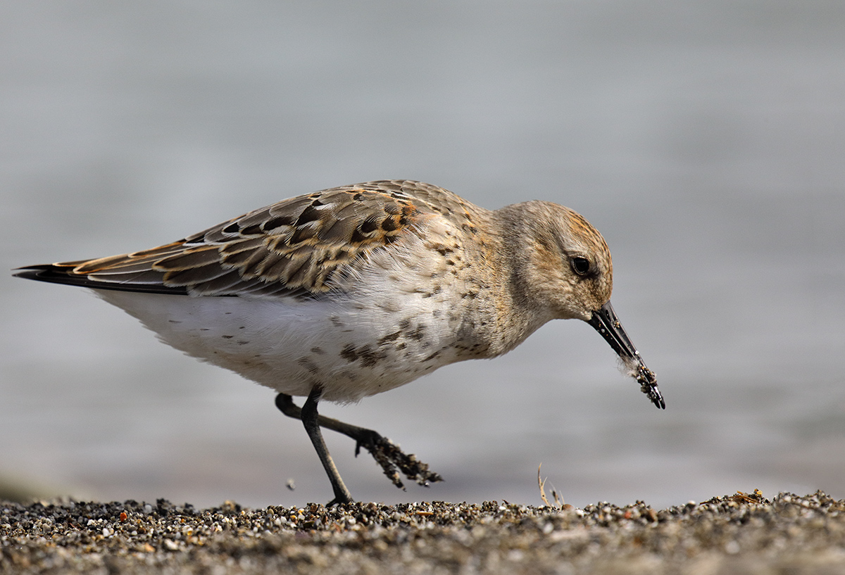 Calidris alpina - Dunlin