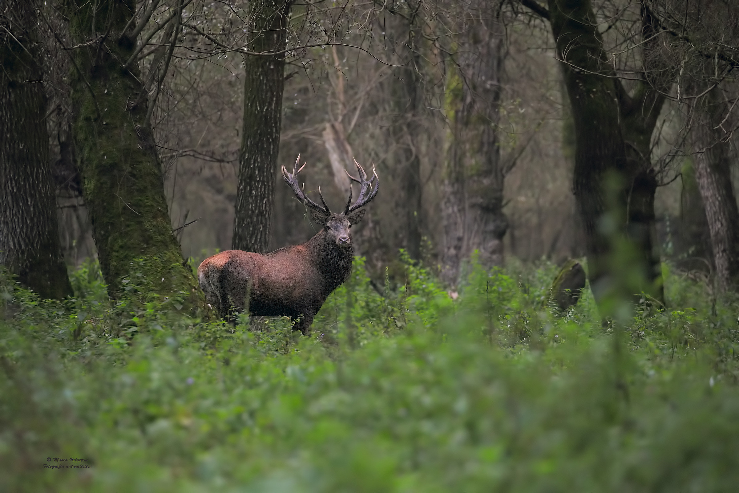 The night in the woods