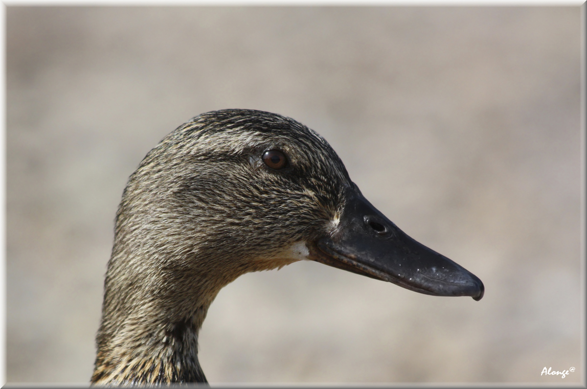 Primo piano da modella tedesca
