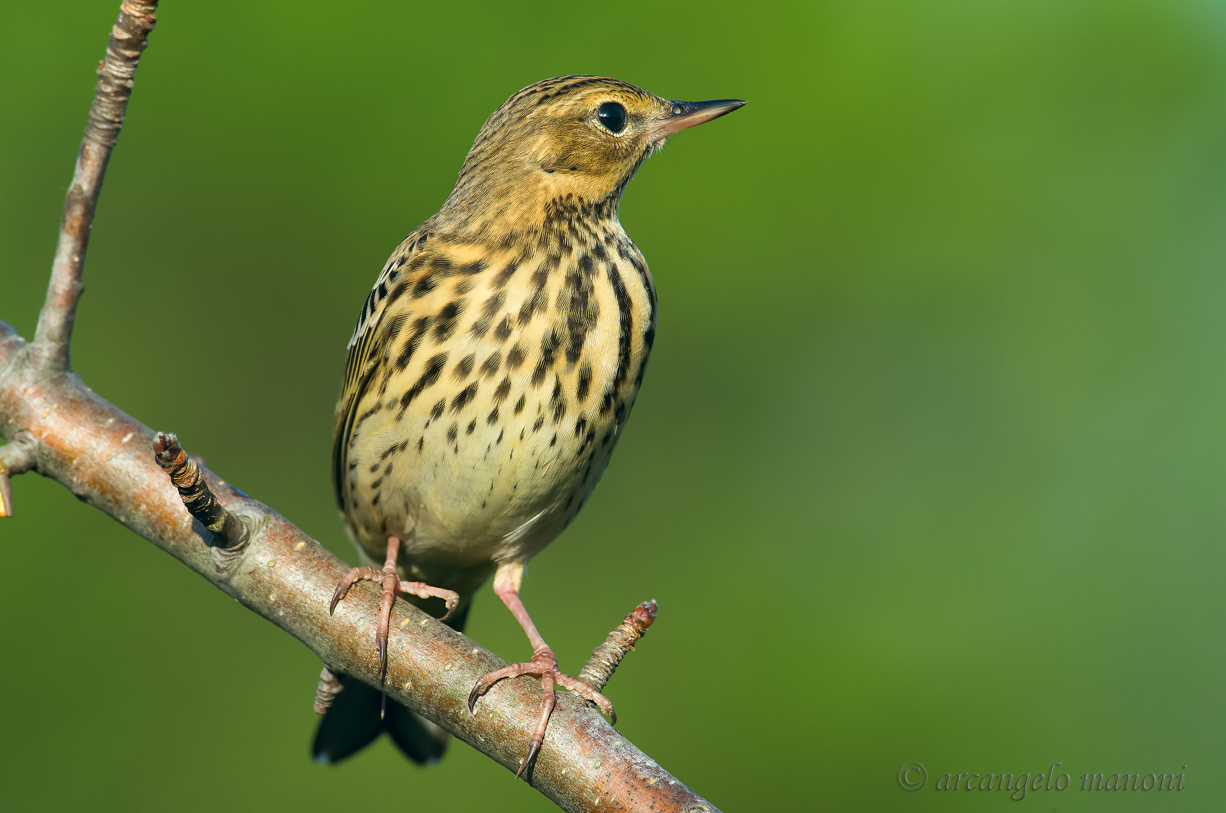 Il favoloso prispolone