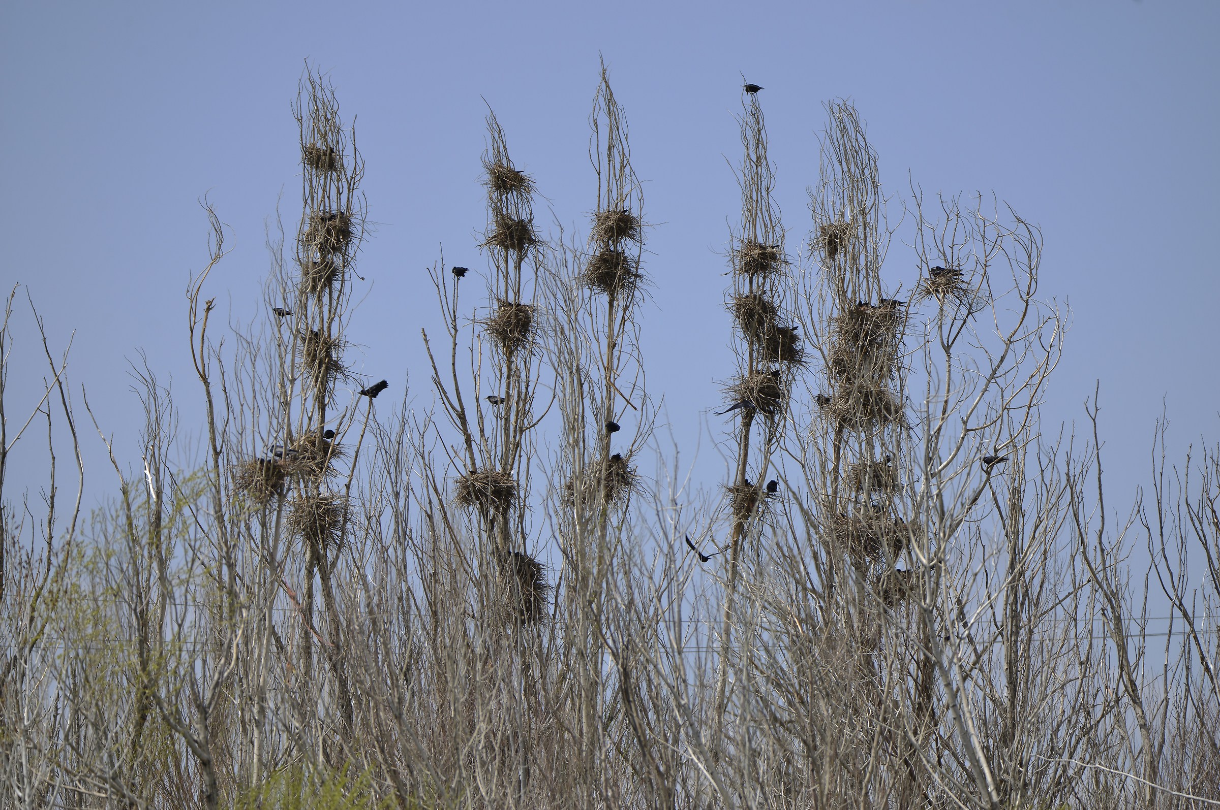 Crows apartments . Kurdistan. miraki village