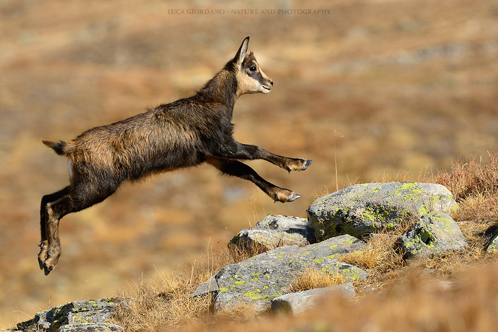 Chamois - Chamois