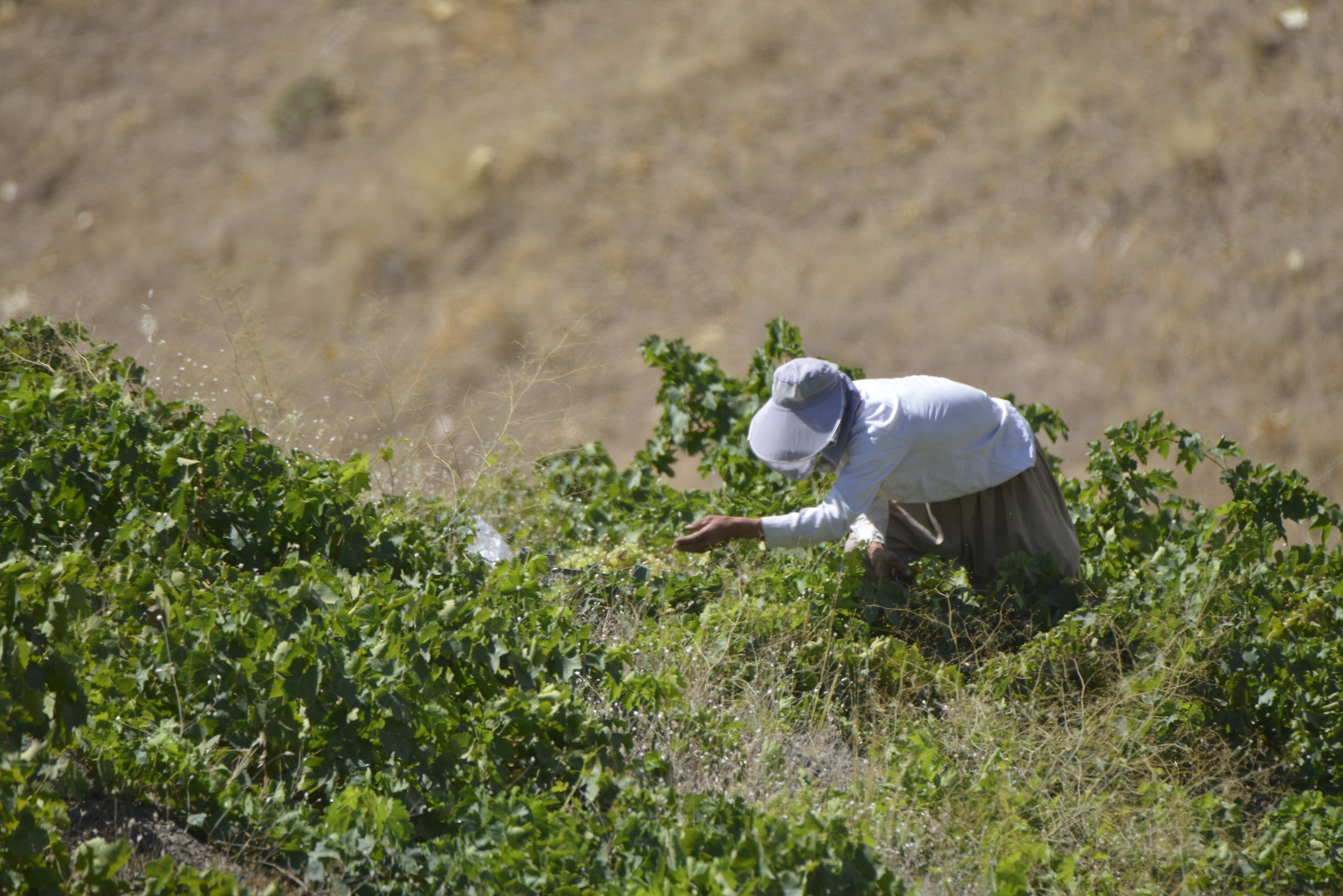 To wine . sananadj . iran