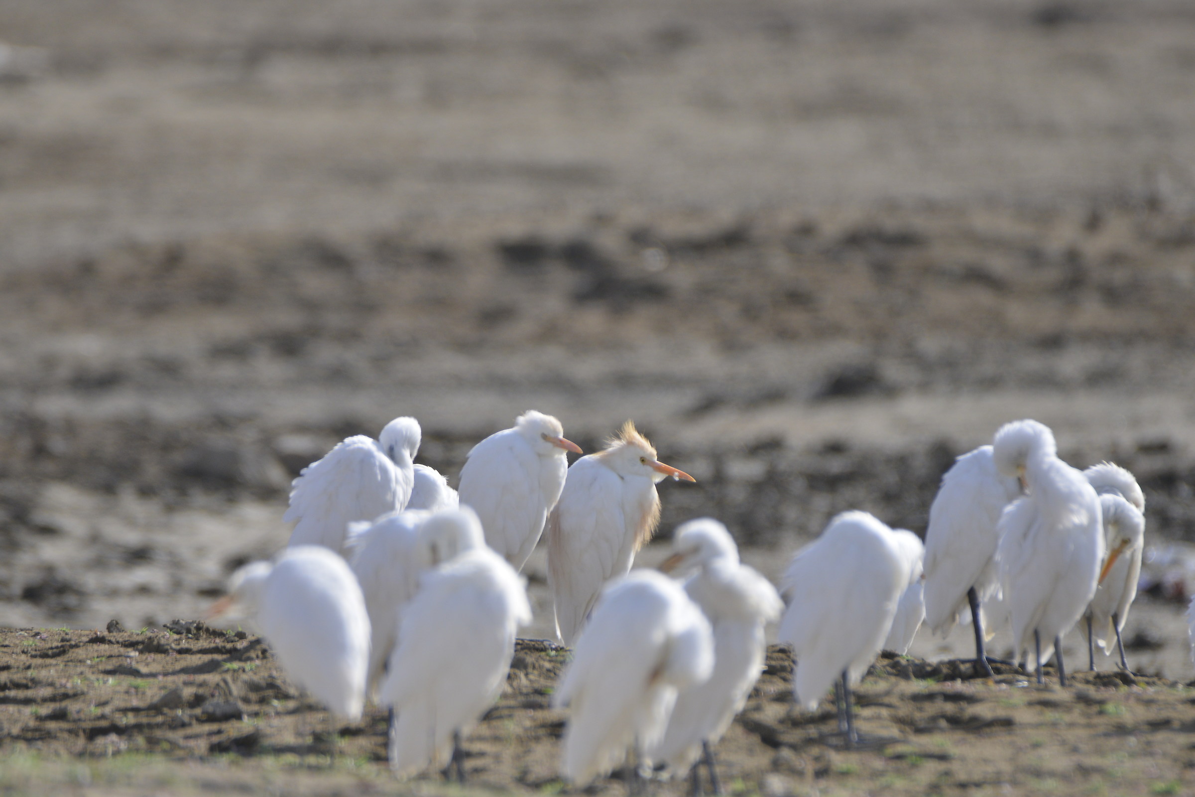sanandaj . kuordestan . iran
