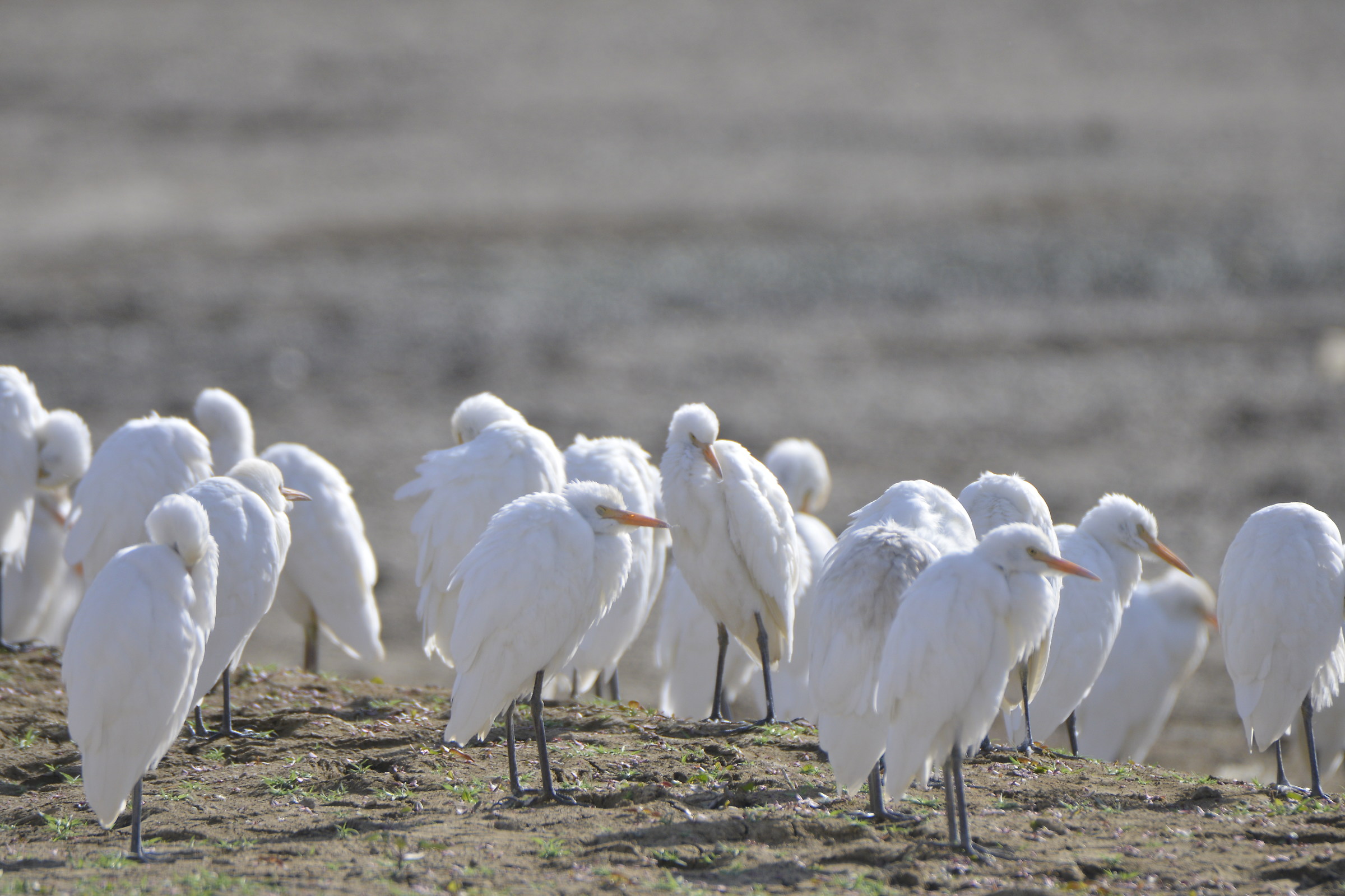 sanandaj . kuordestan . iran