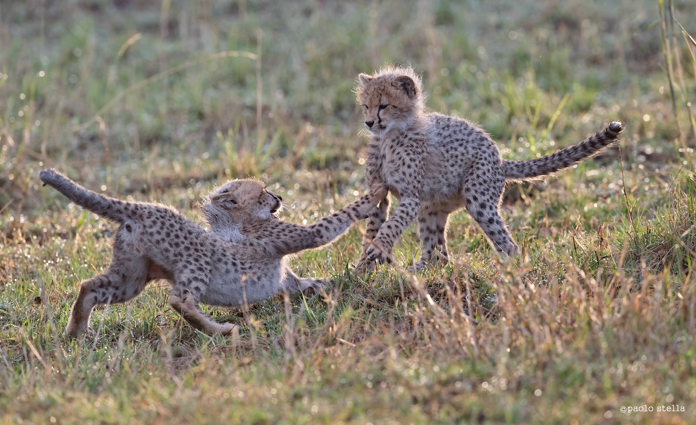il gioco dei piccoli cheetah