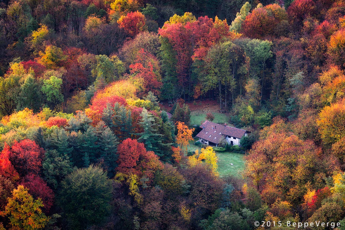 The house in the woods