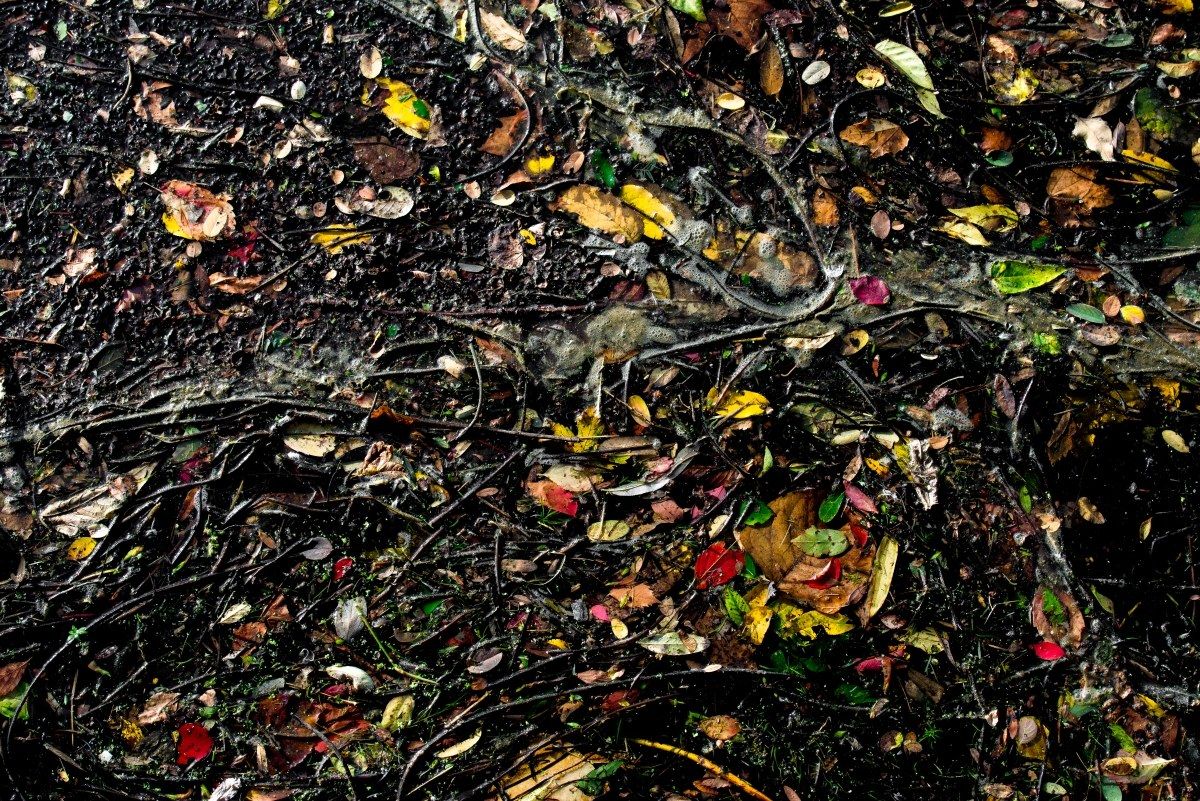 autunno il fiume "tela d'autore".................