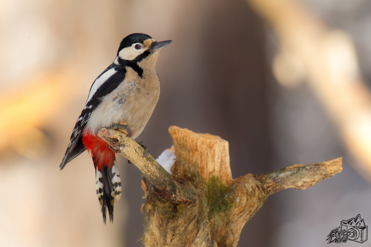 Picchio rosso maggiore femmina