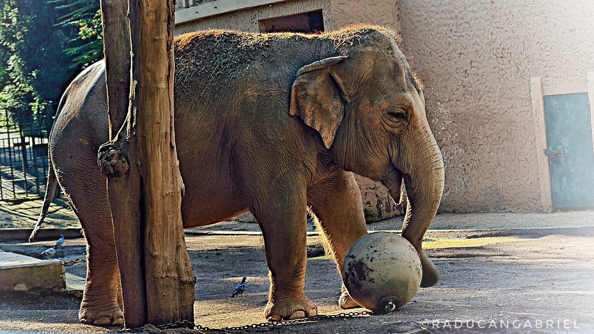 Elefante Asiatico