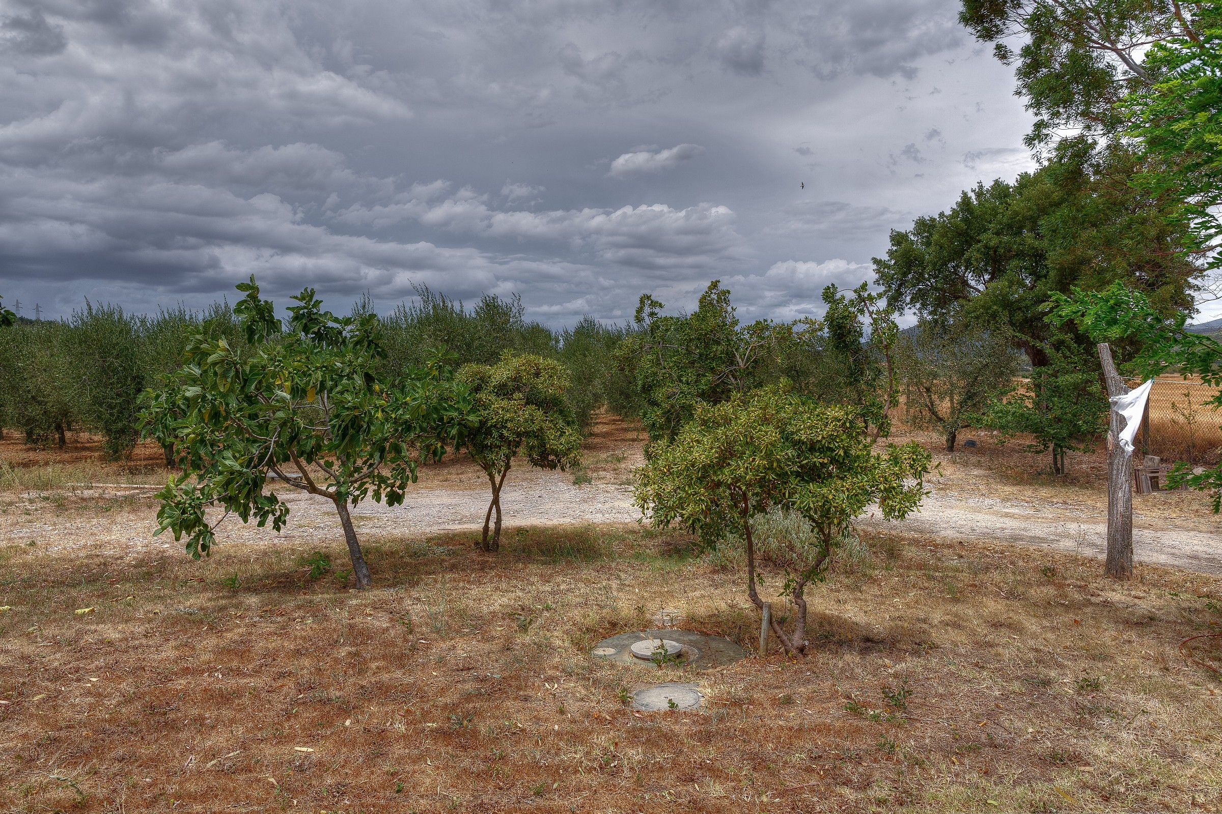 Uliveto in tempesta...