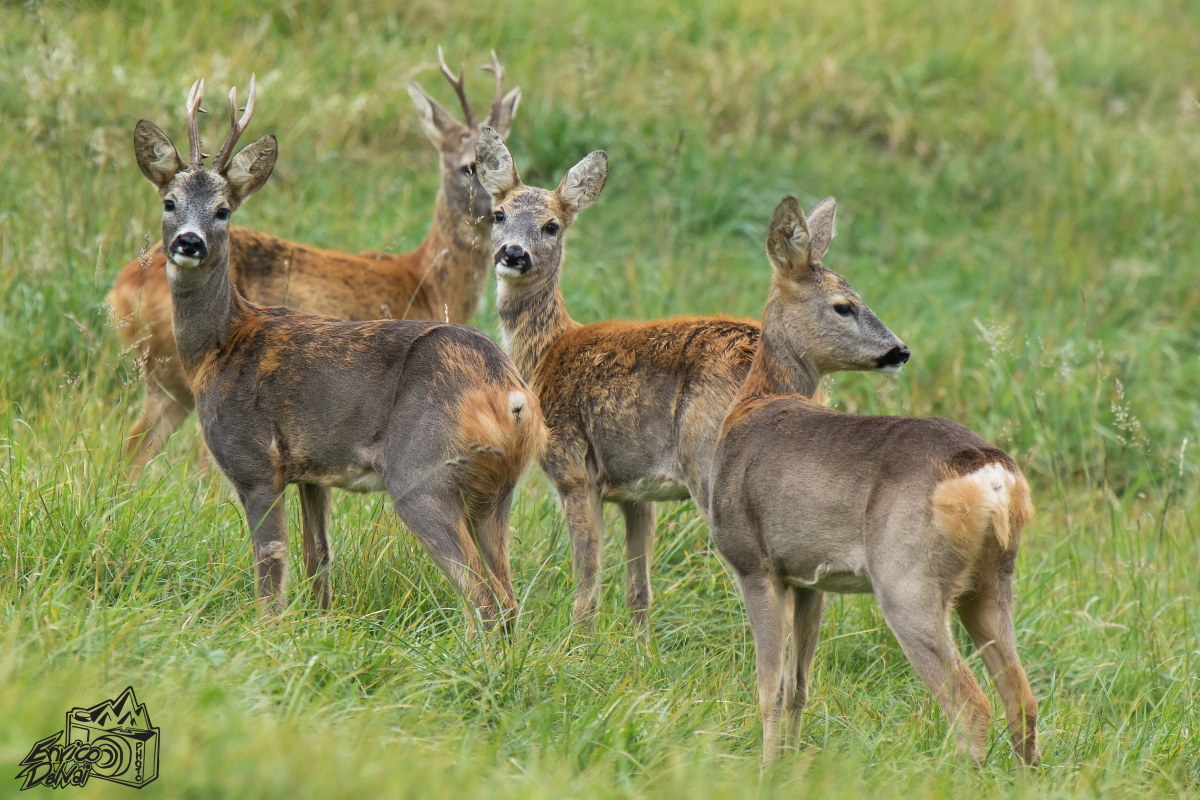 Gruppo di caprioli in muta.