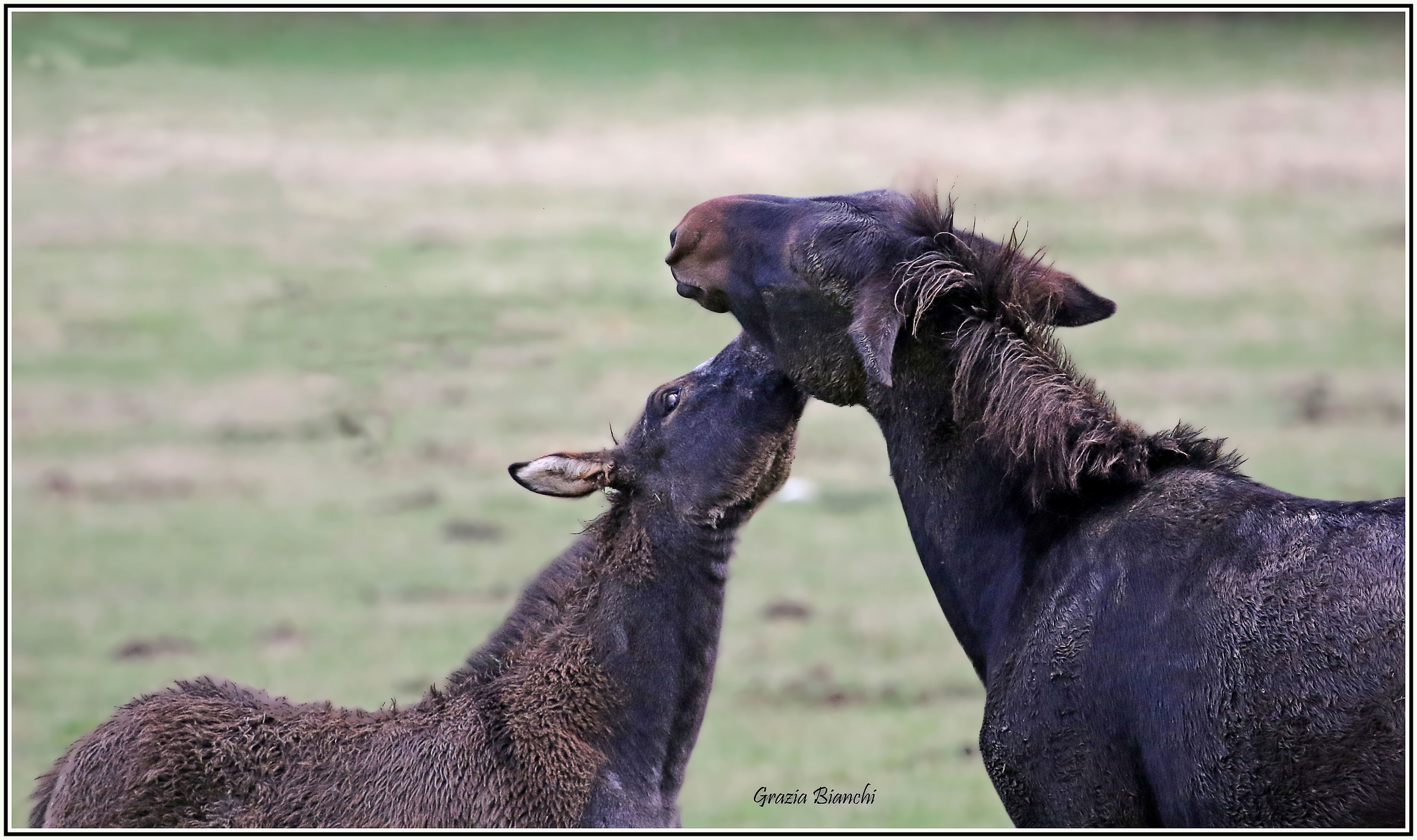 Opi - Parco d'Abruzzi