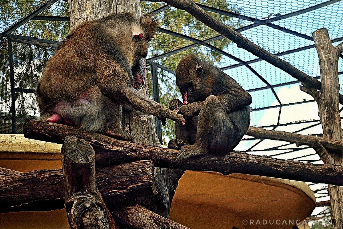 Mandrillo al controllo...
