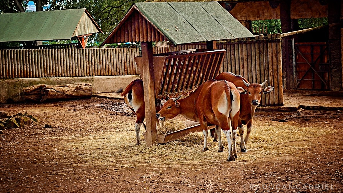 In fattoria? no in bioparco di Roma