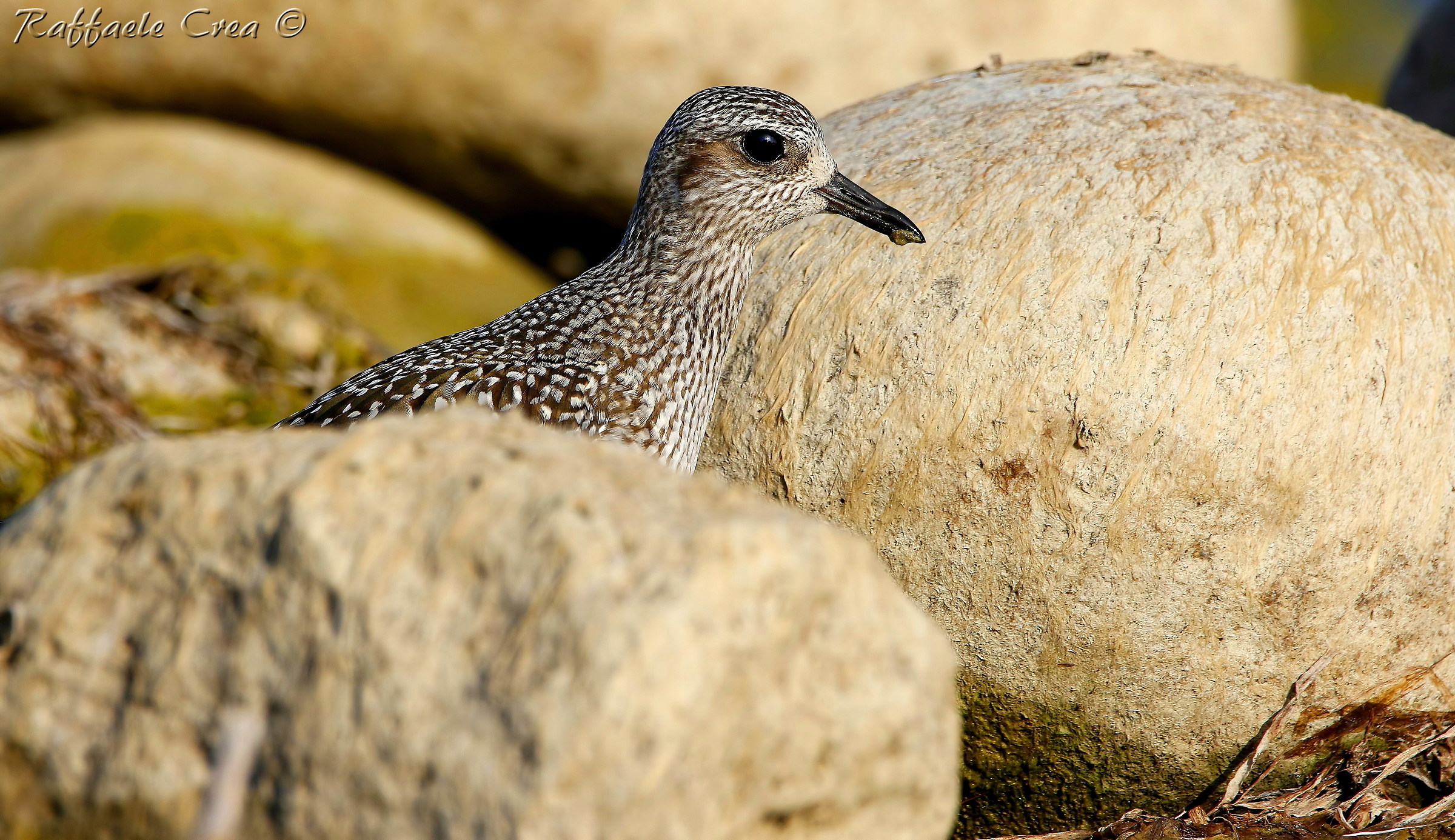 Grey Plover