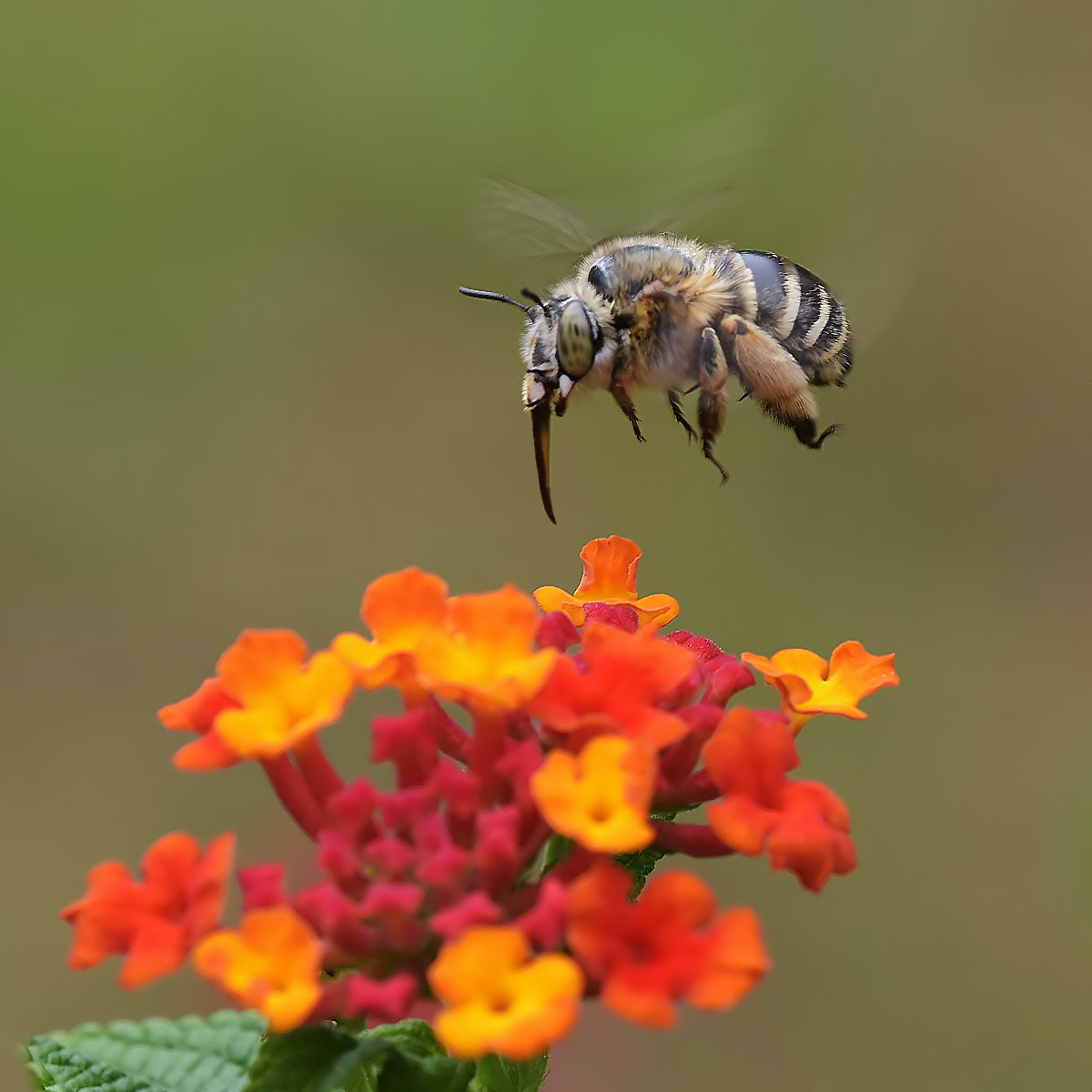 Osmia of lantana