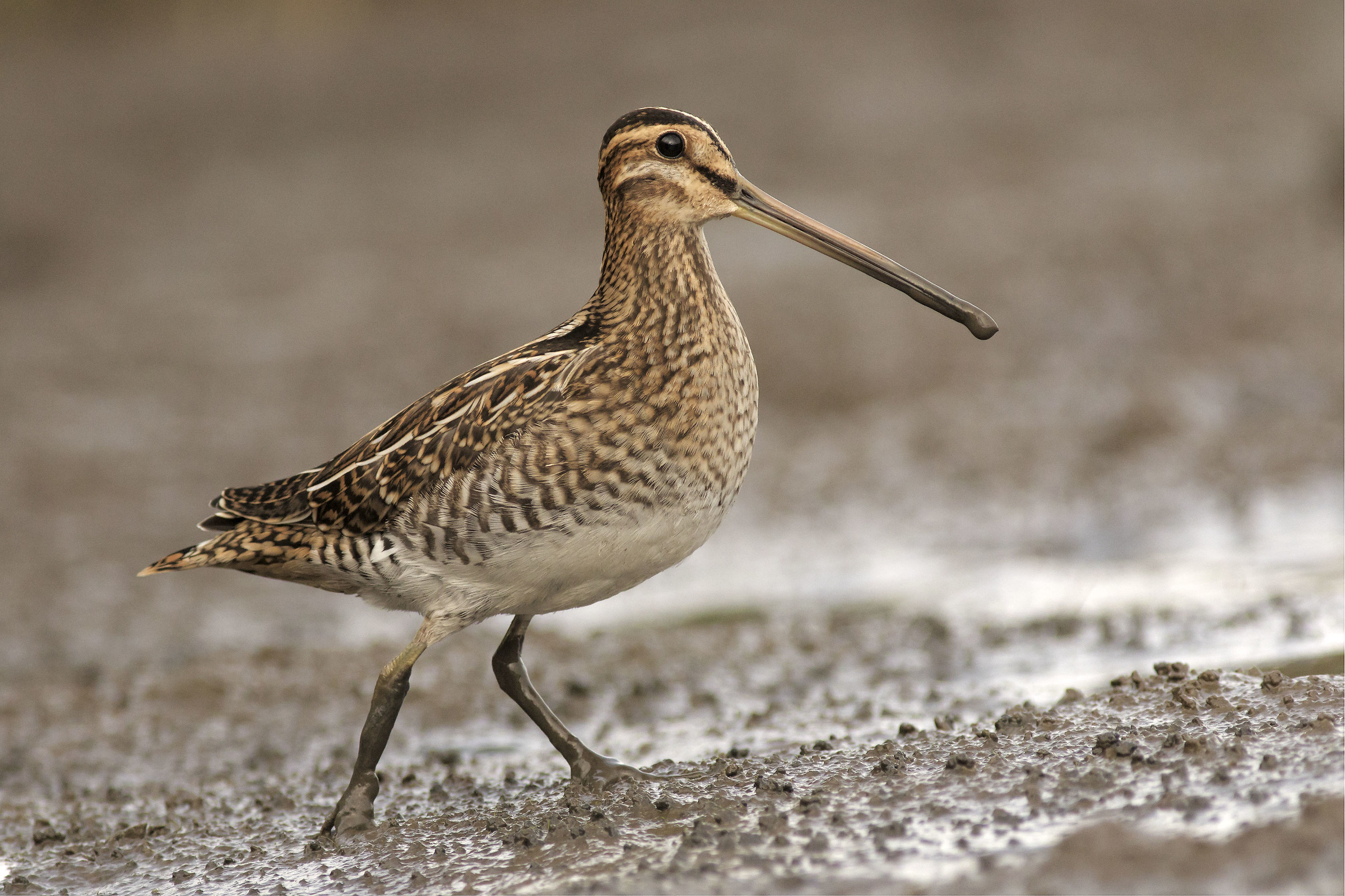 Snipe