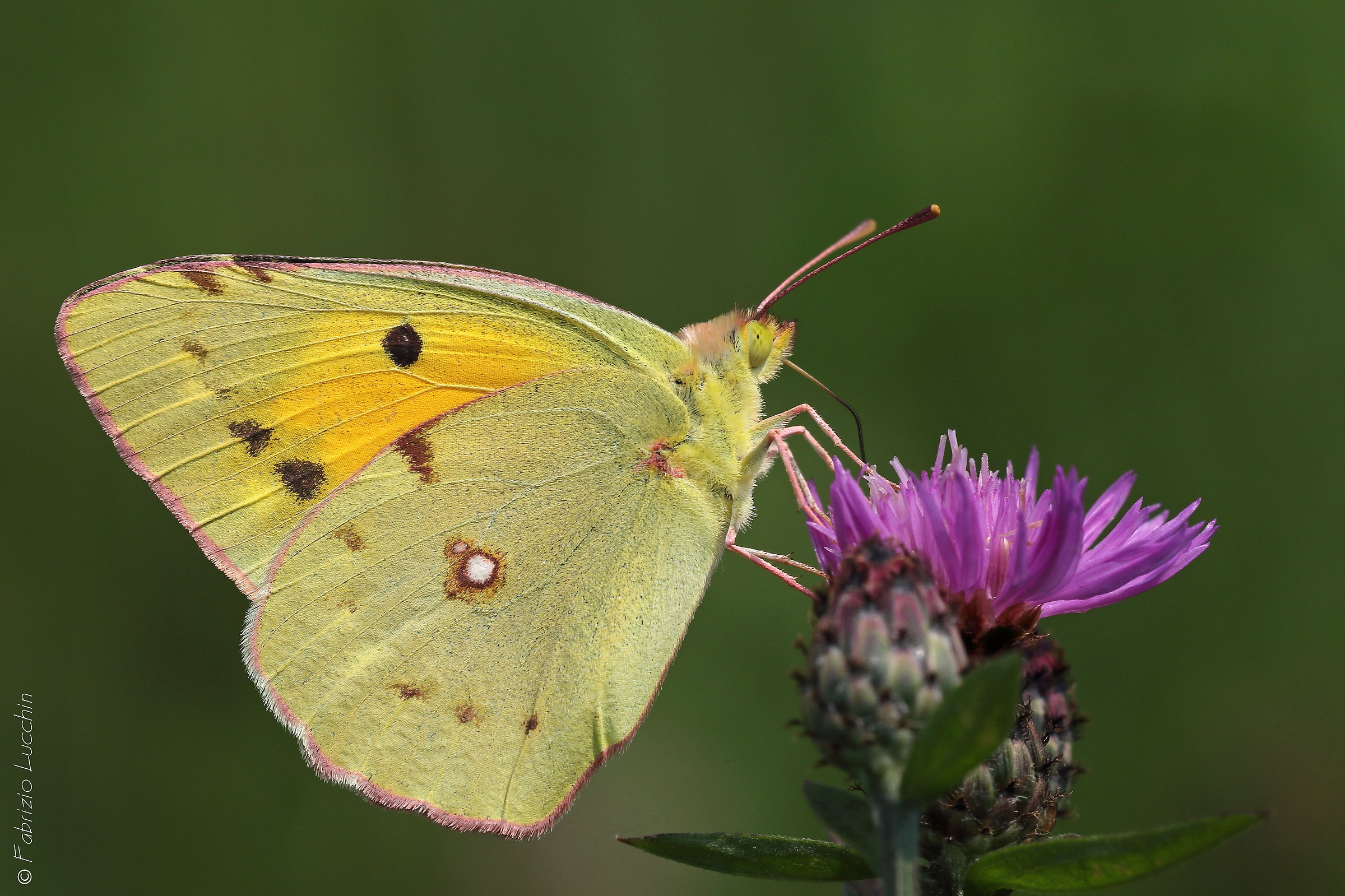 Colias crocea femmina