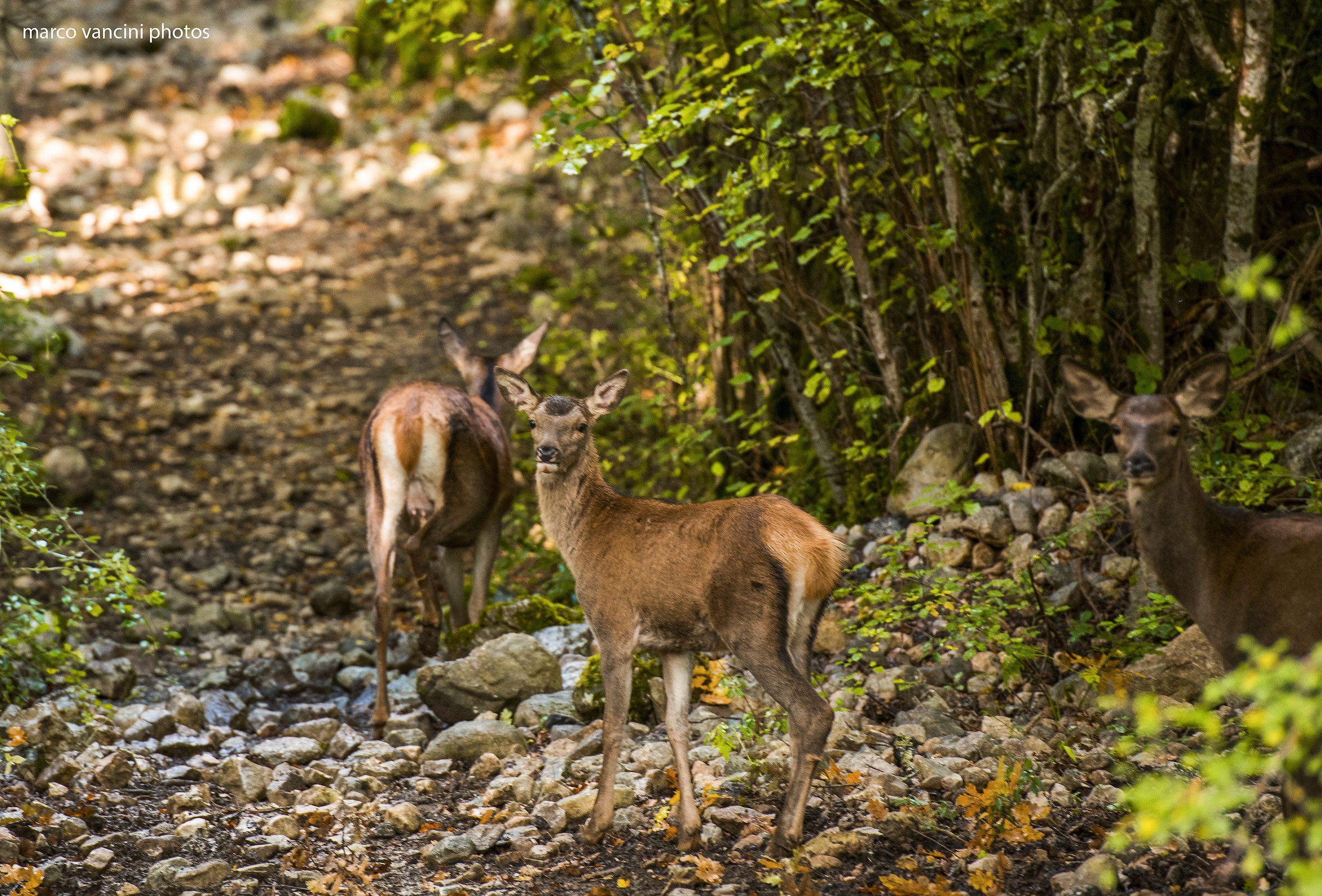incontri nel bosco