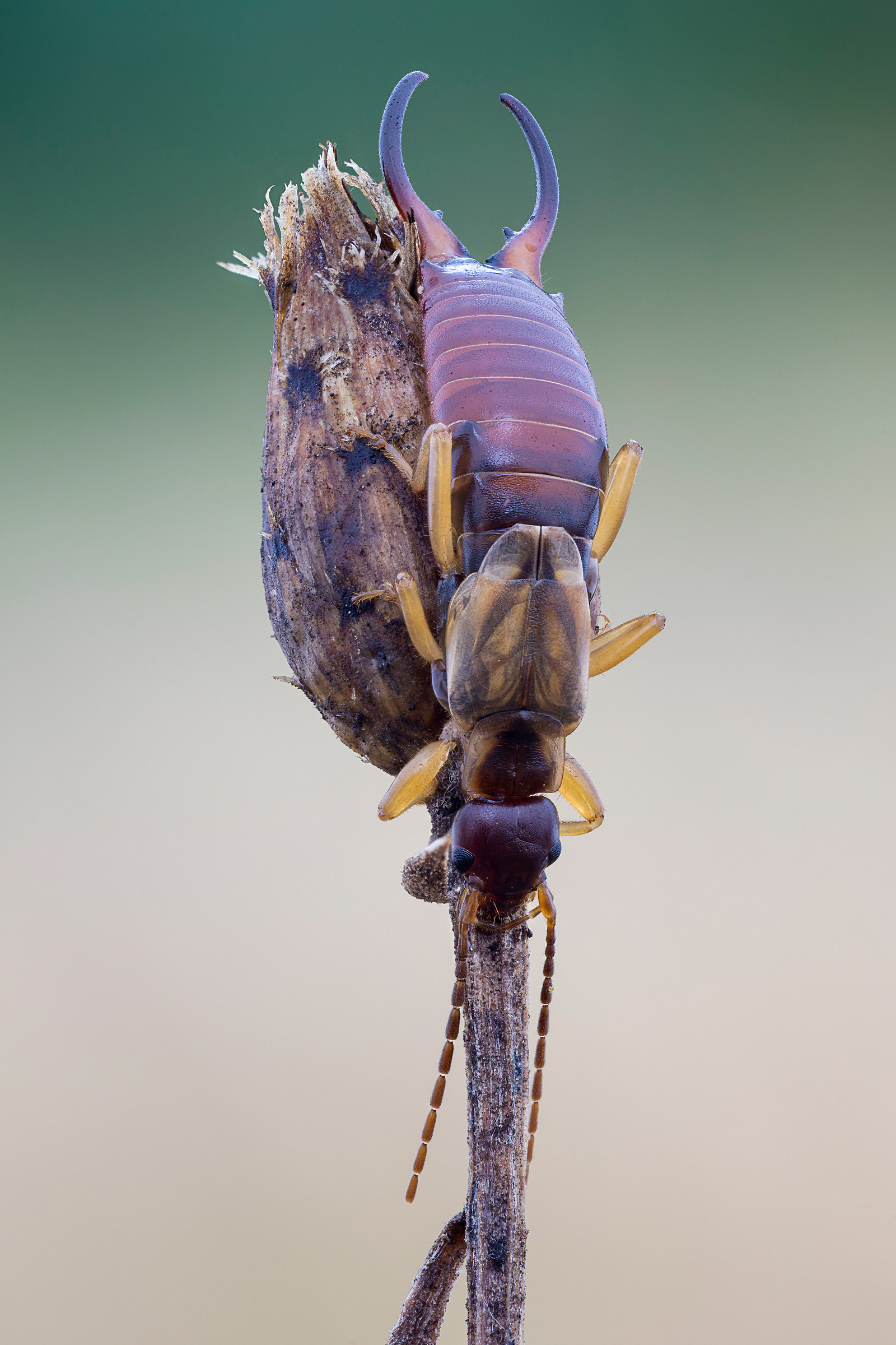 Forficula auricularia
