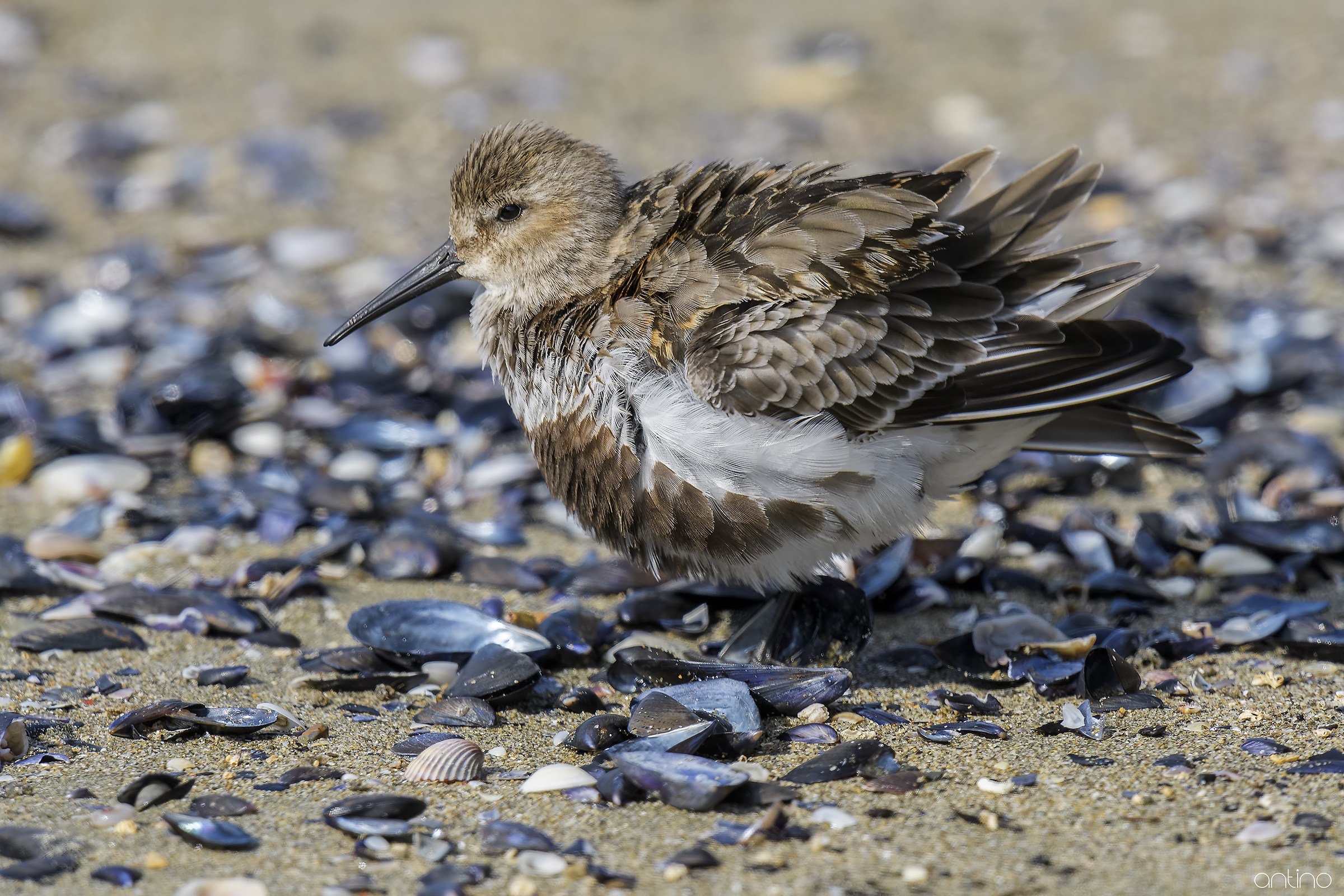 dunlin