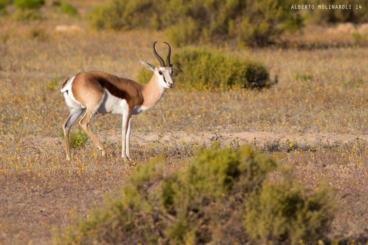 Spingbok