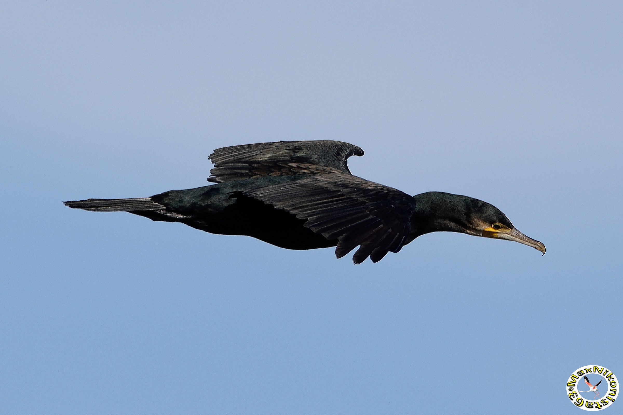 Cormorant