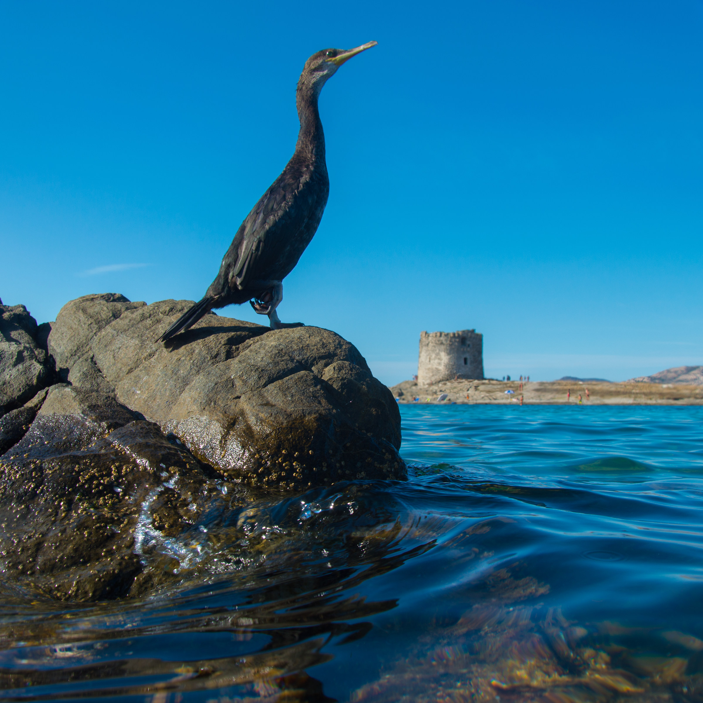Cormorant