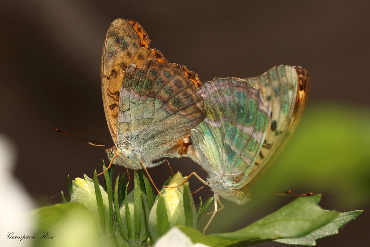 accoppiamento argynnis paphia