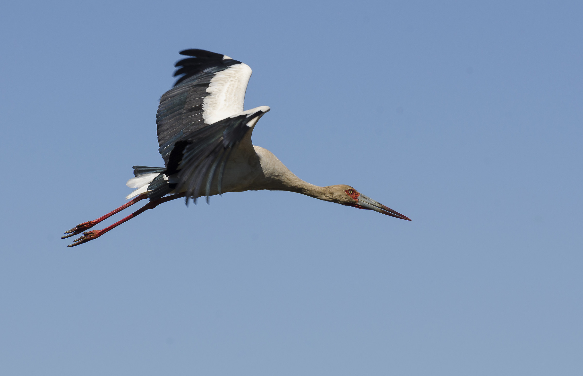 American stork