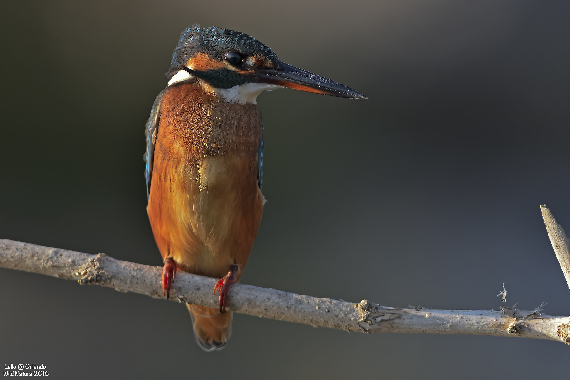 Kingfisher!