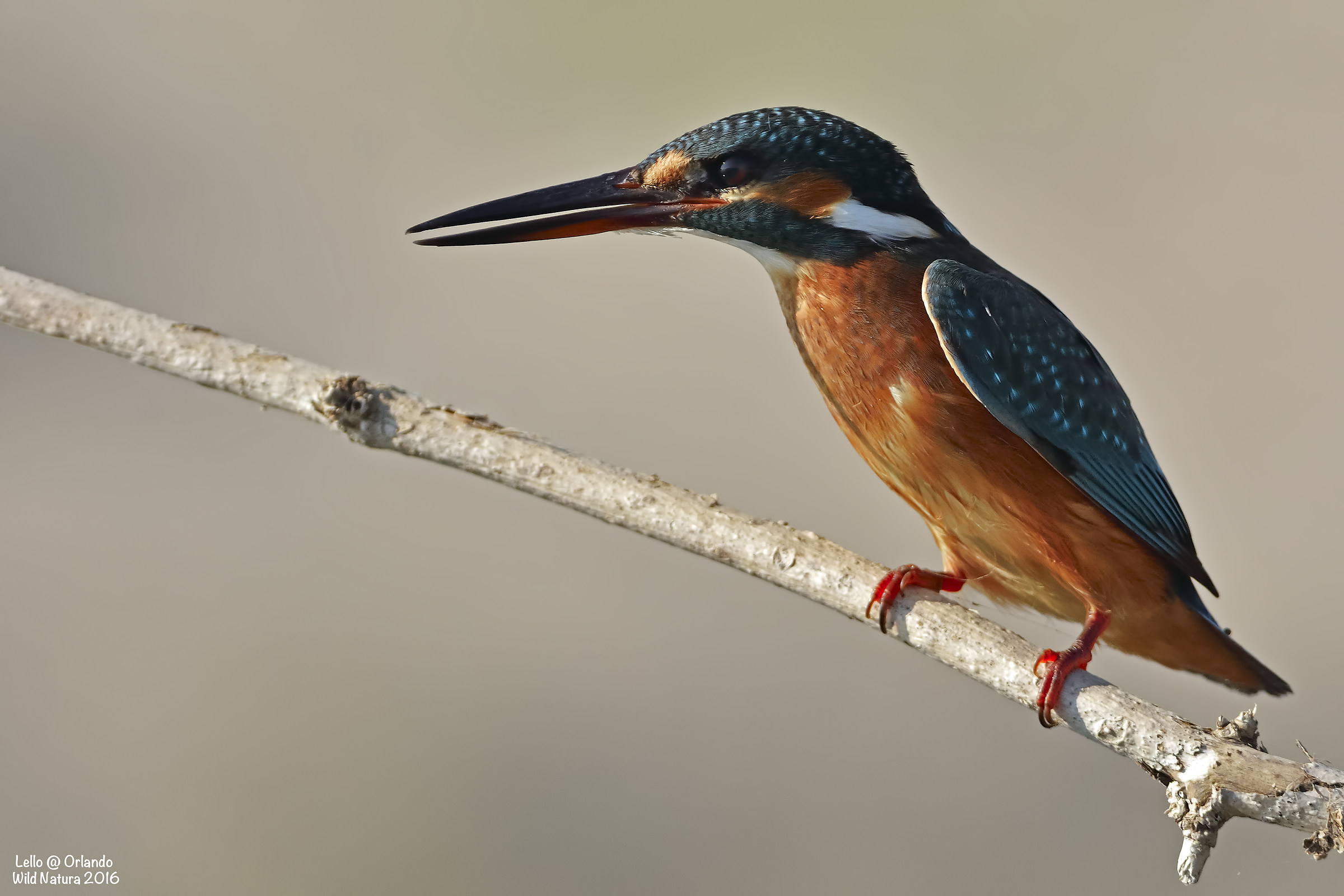 Kingfisher!