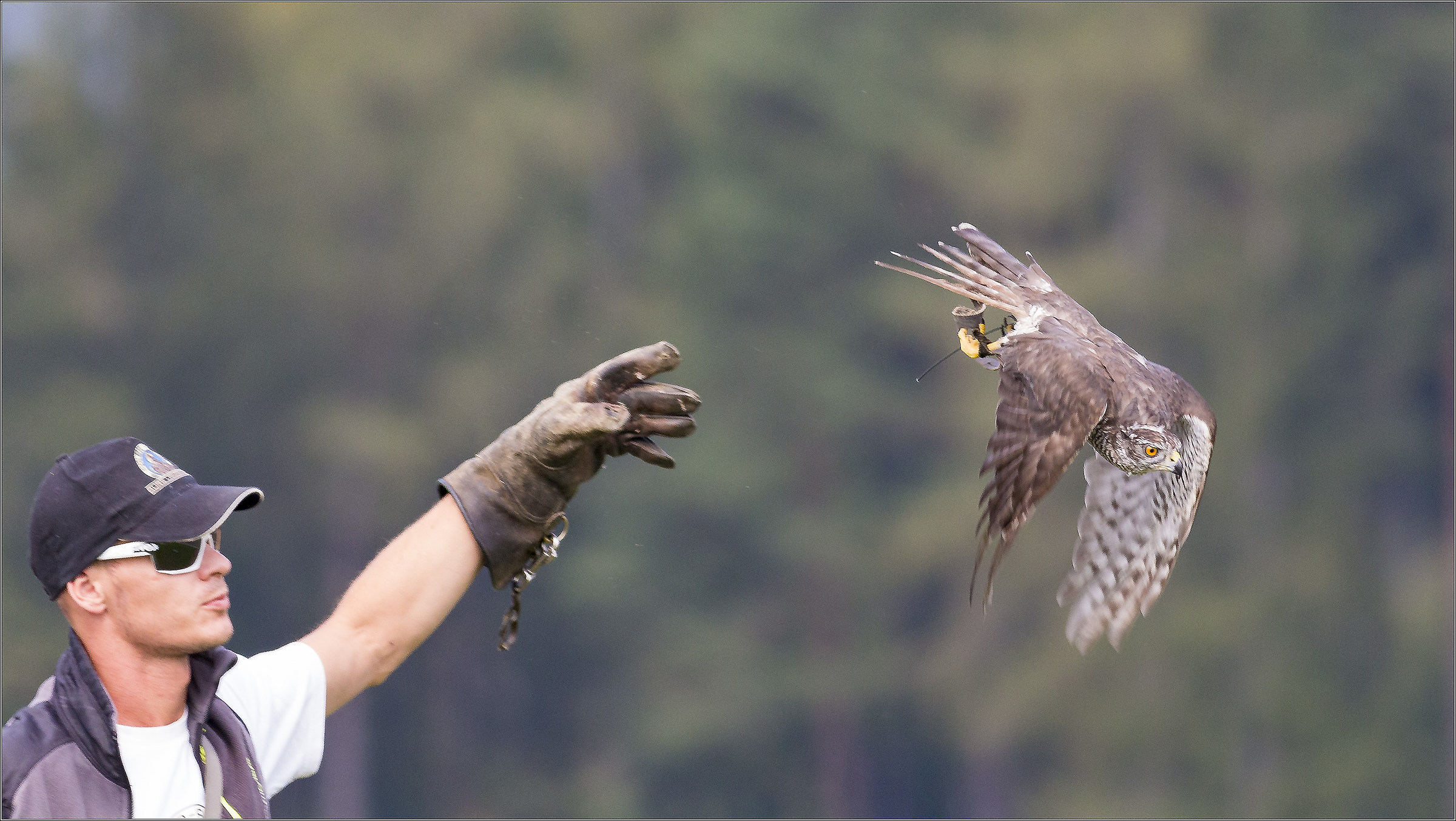 hawk in flight