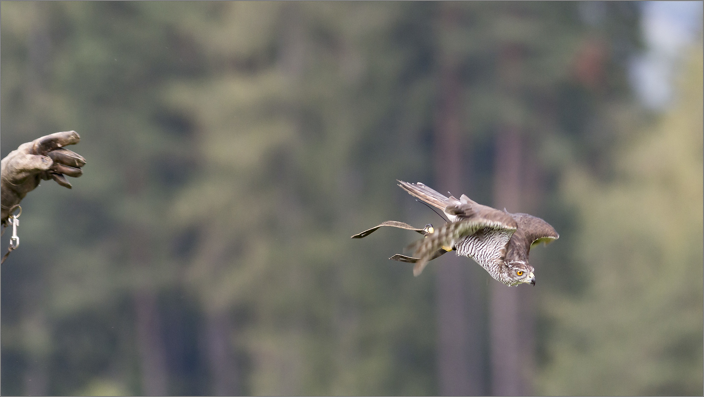 hawk in flight 2