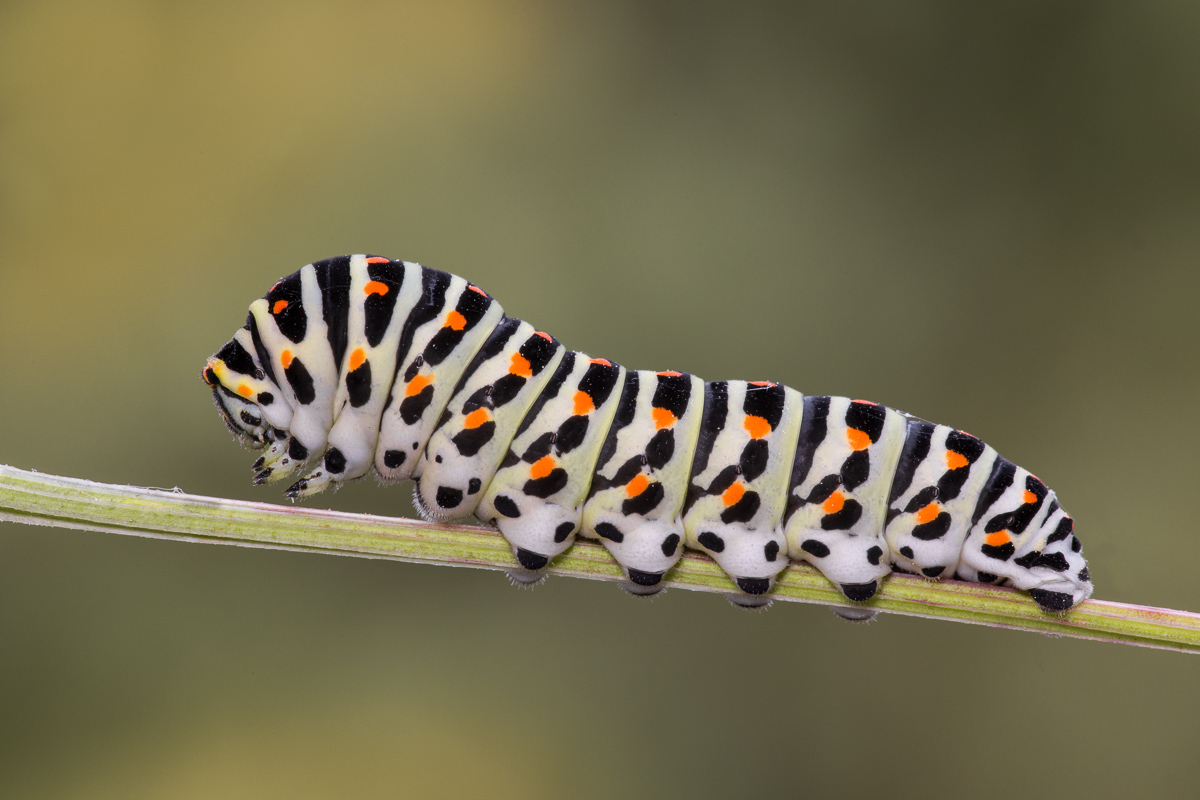 Swallowtail caterpillar ...