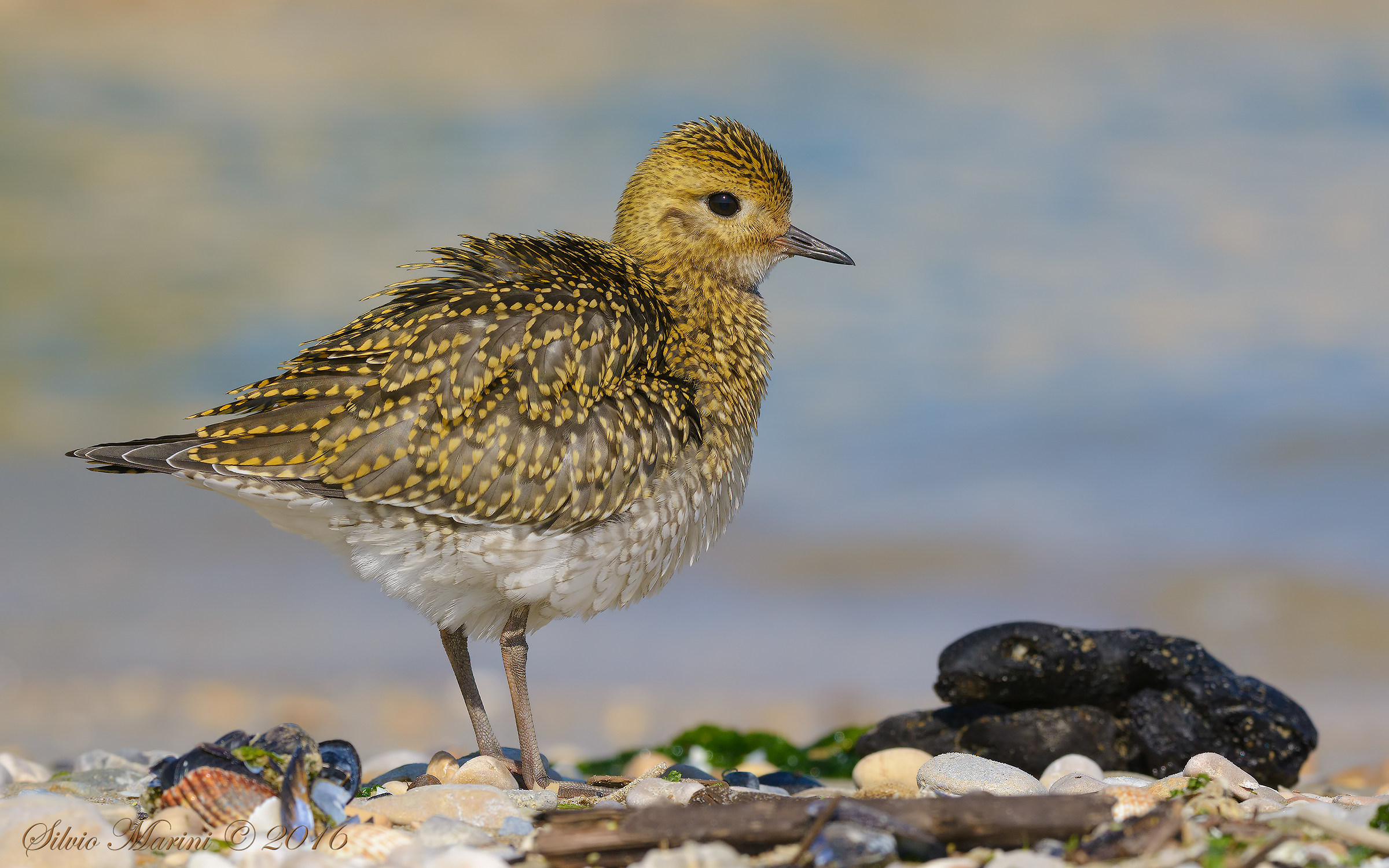 Piviere dorato (Pluvialis apricaria)