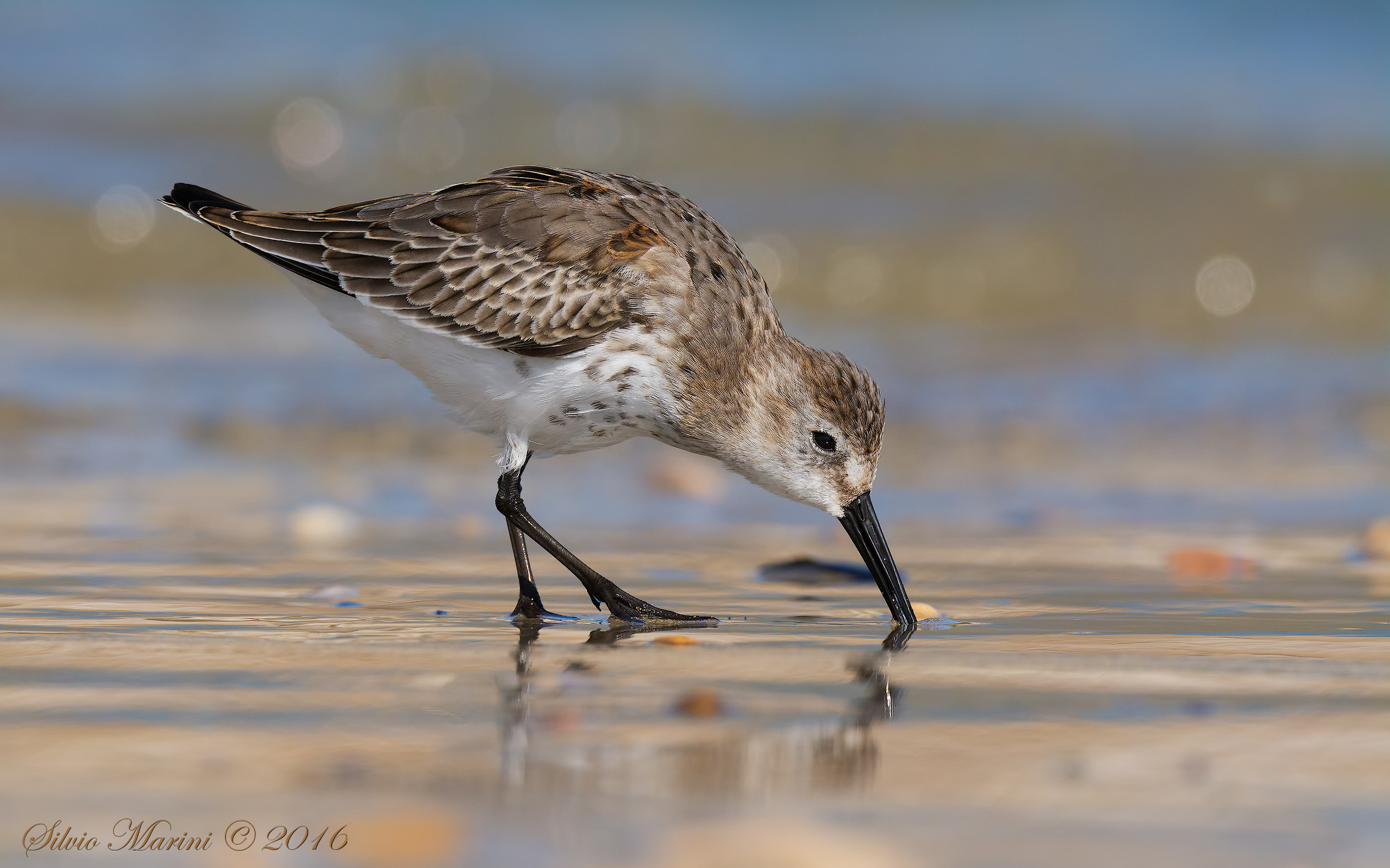 Piovanello pancianera