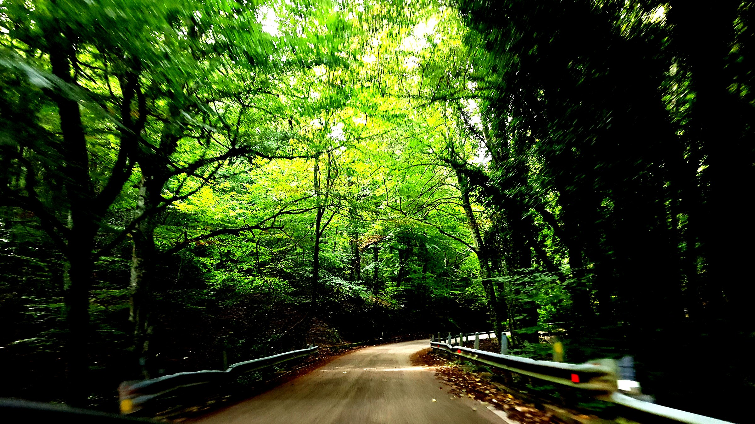 In the Umbrian forest