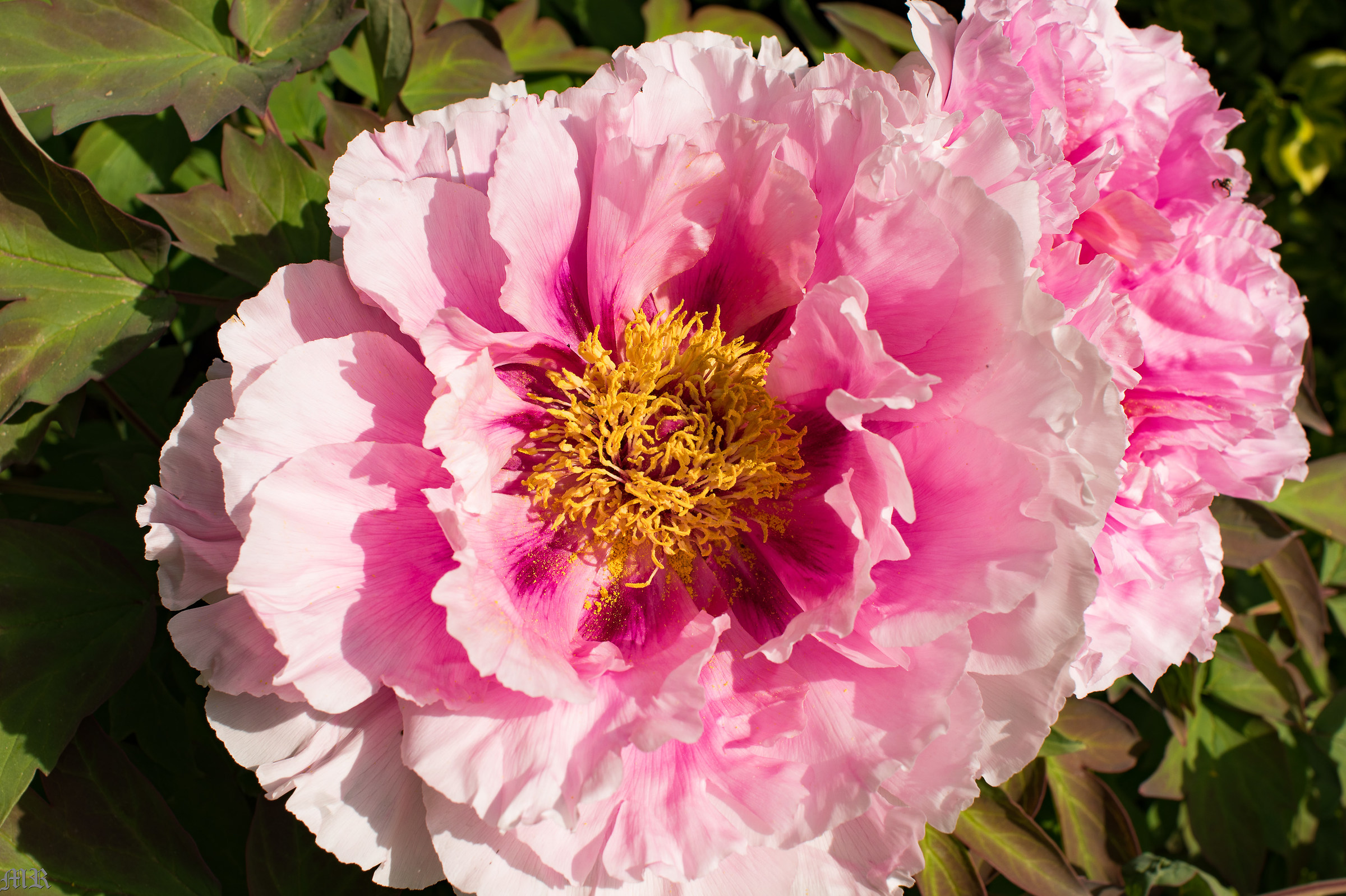 test shot with 28mm vintage