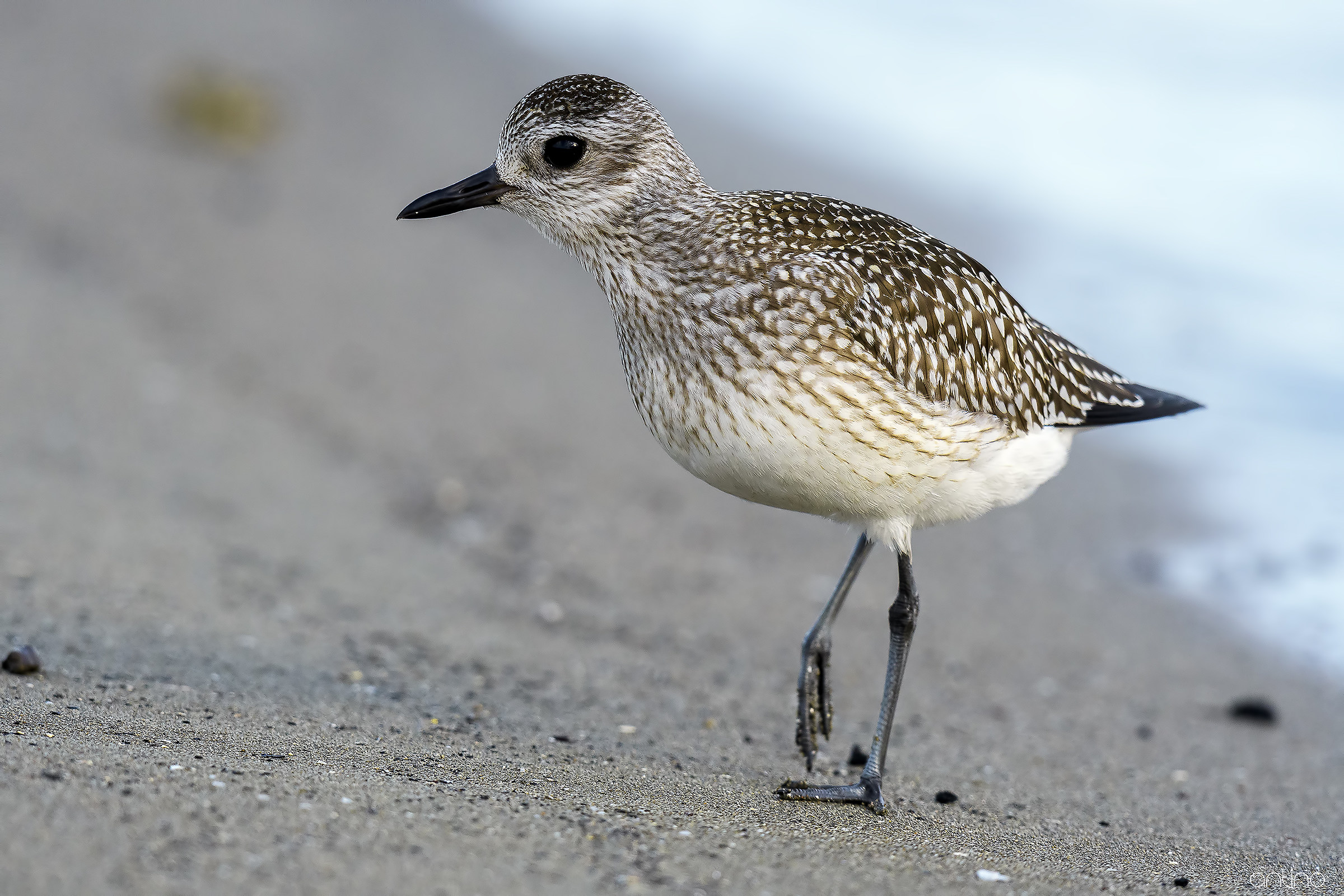 Grey Plover