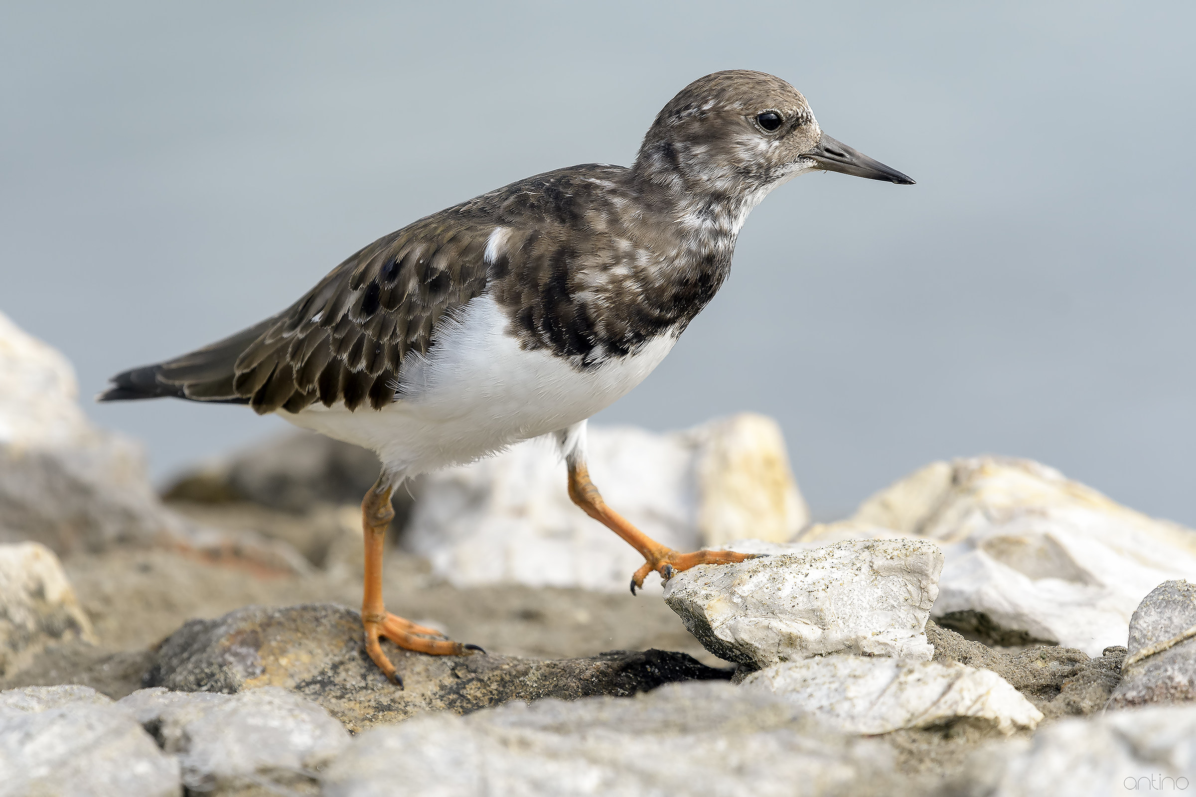 Turnstone