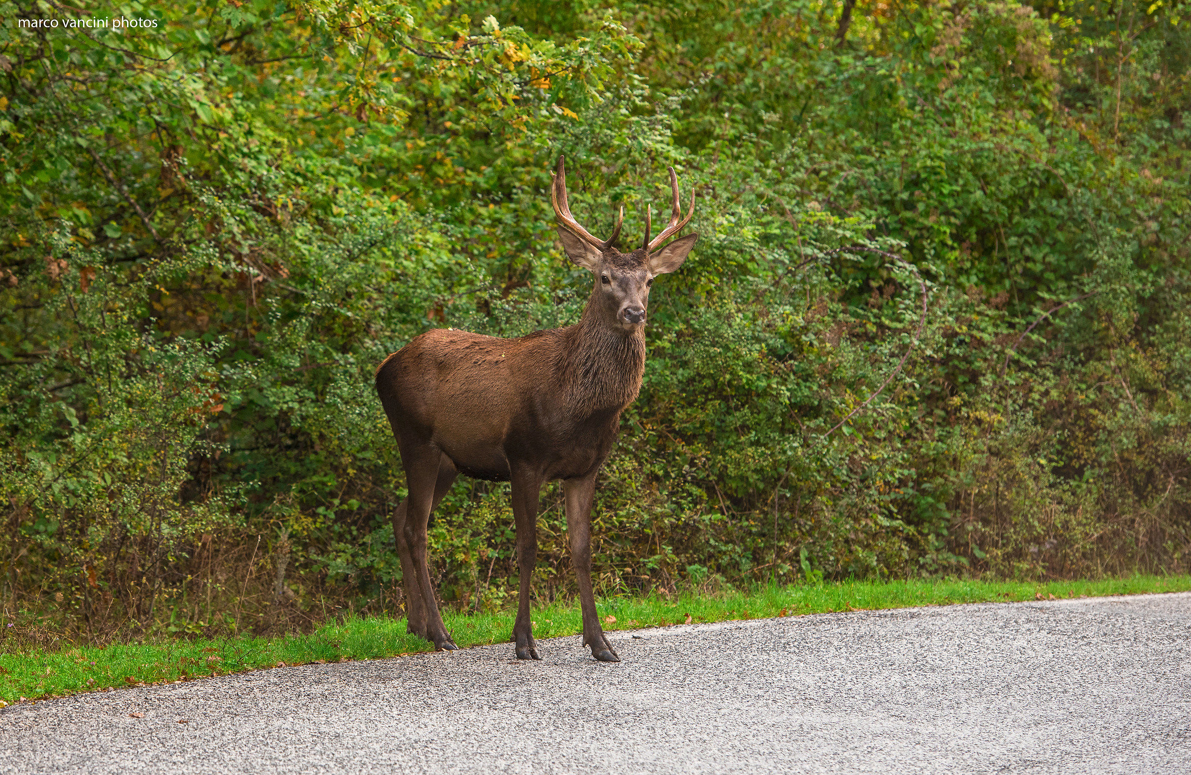 Attraversamento stradale