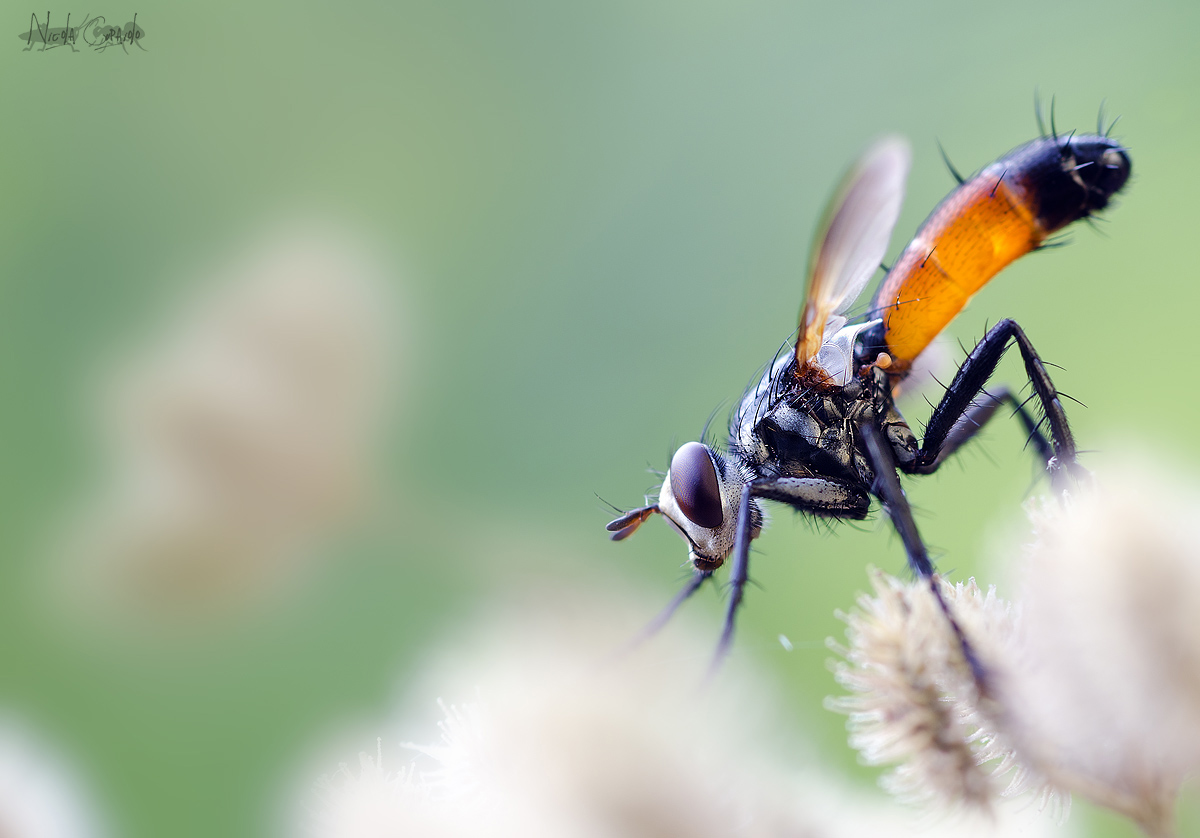Cylindromya Brassicaria