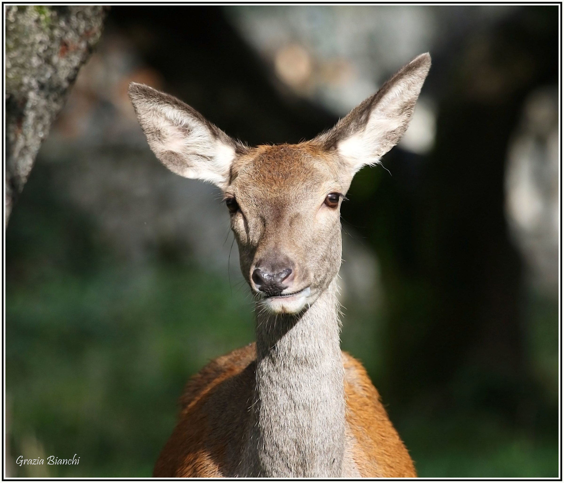 Cervo femmina - Parco d'Abruzzi