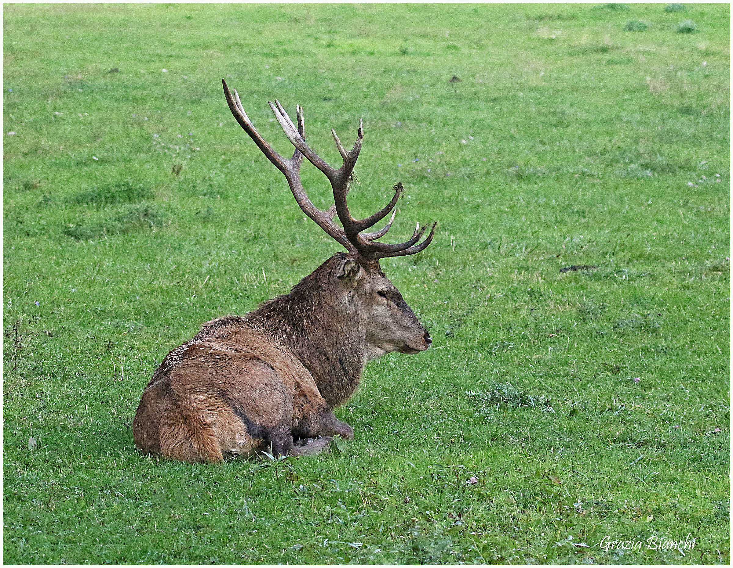 cervo maschio - Parco d'Abruzzi