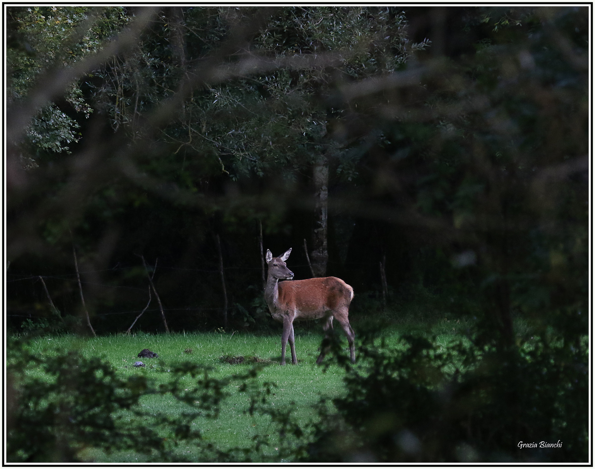 cervo femmina - Abruzzi