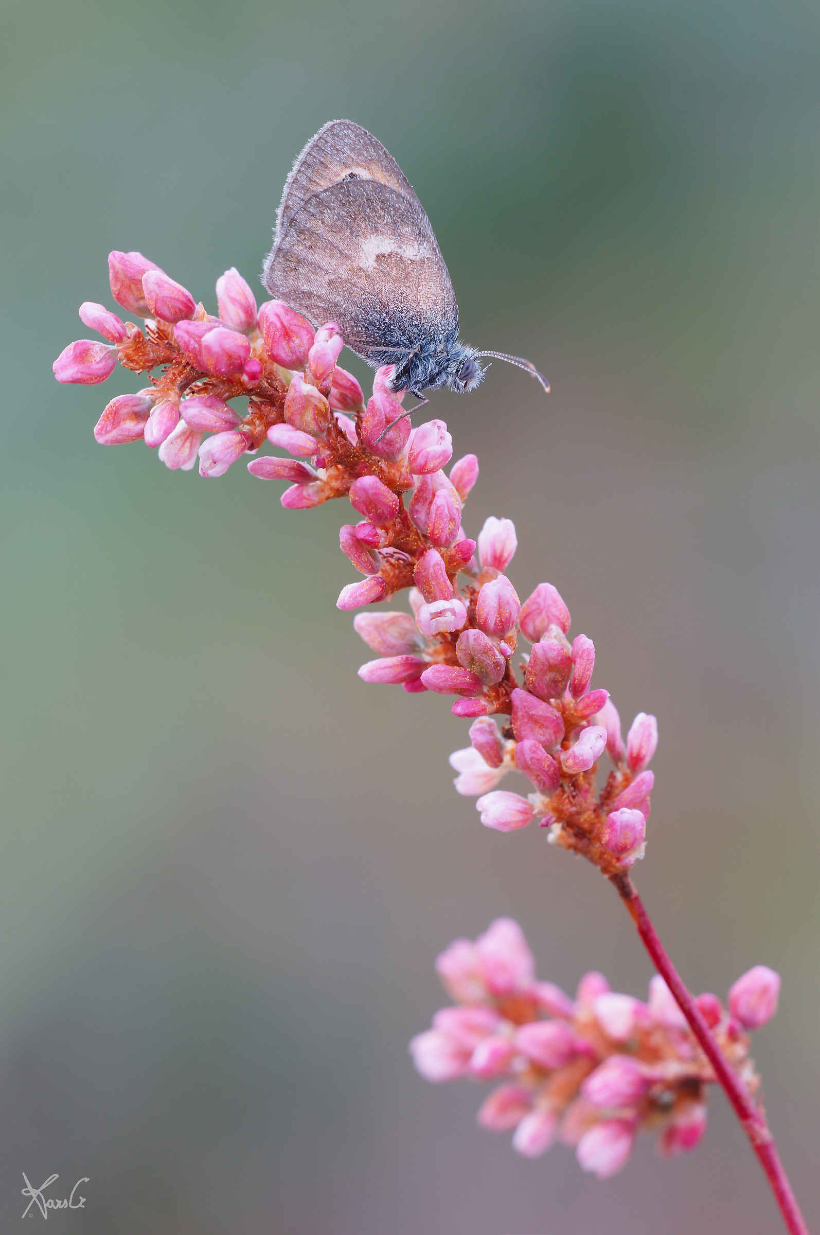 Coenonympha in Pink