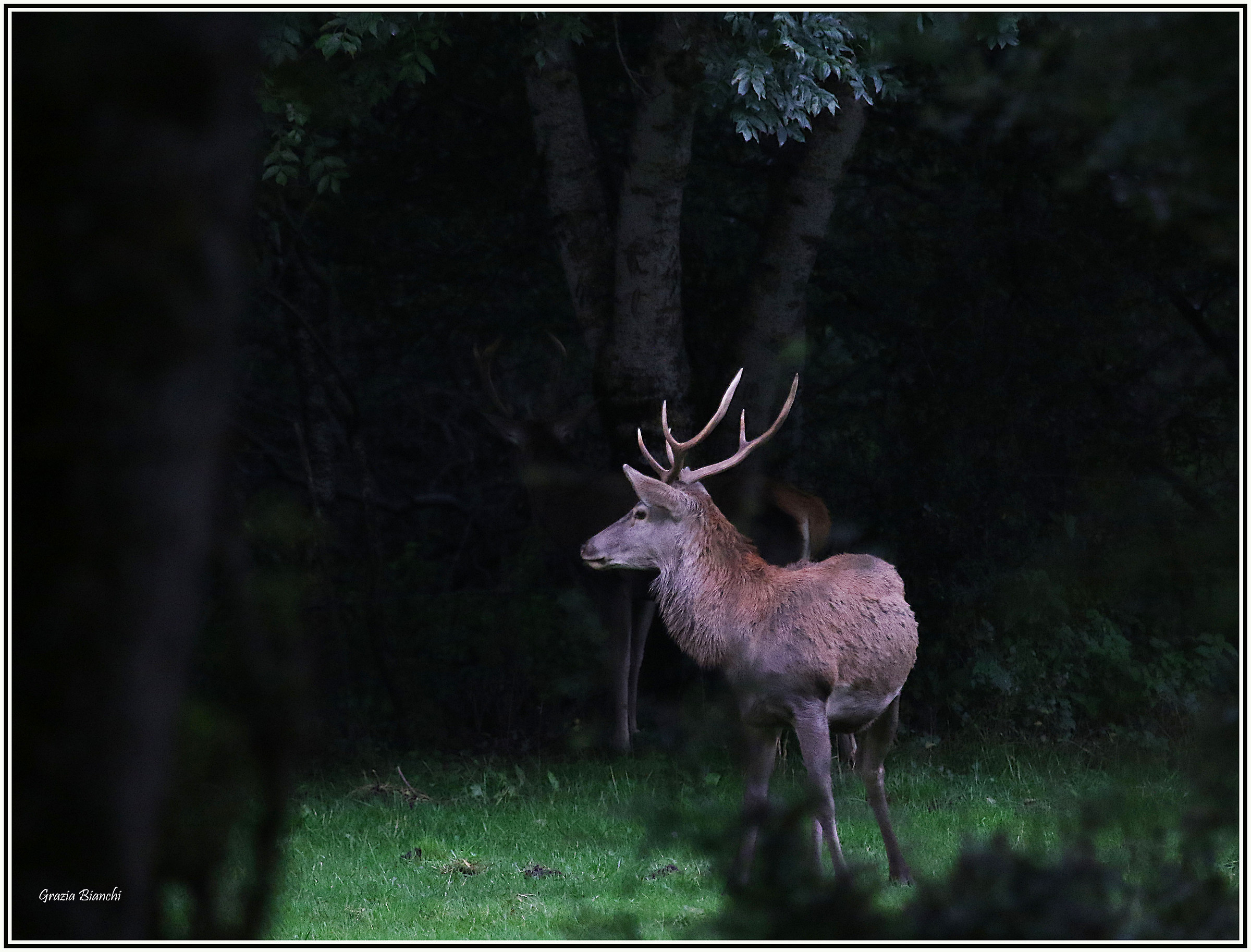 cervo maschio - Abruzzi